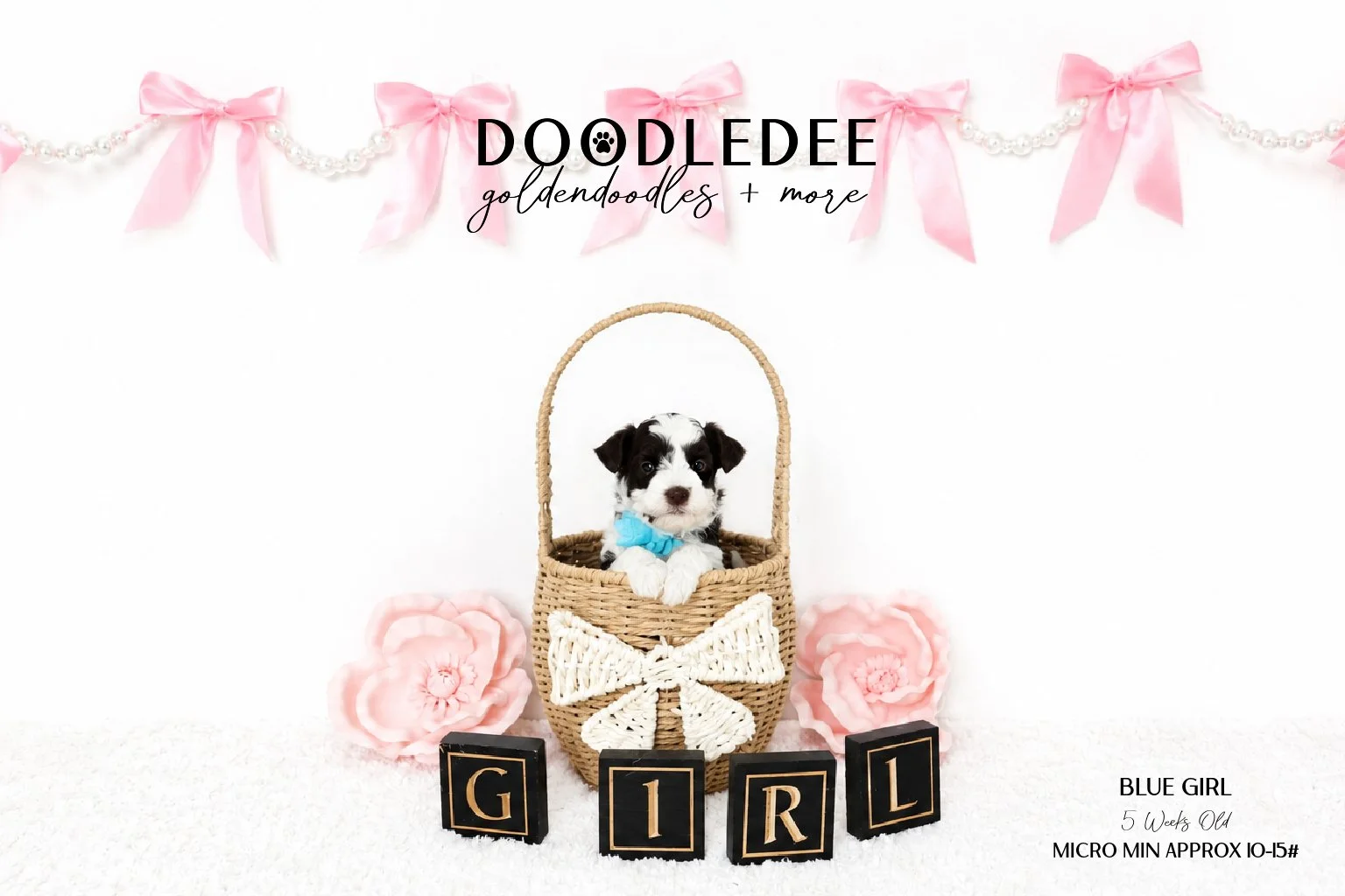 Micro Mini English Goldendoodle Female SOLD