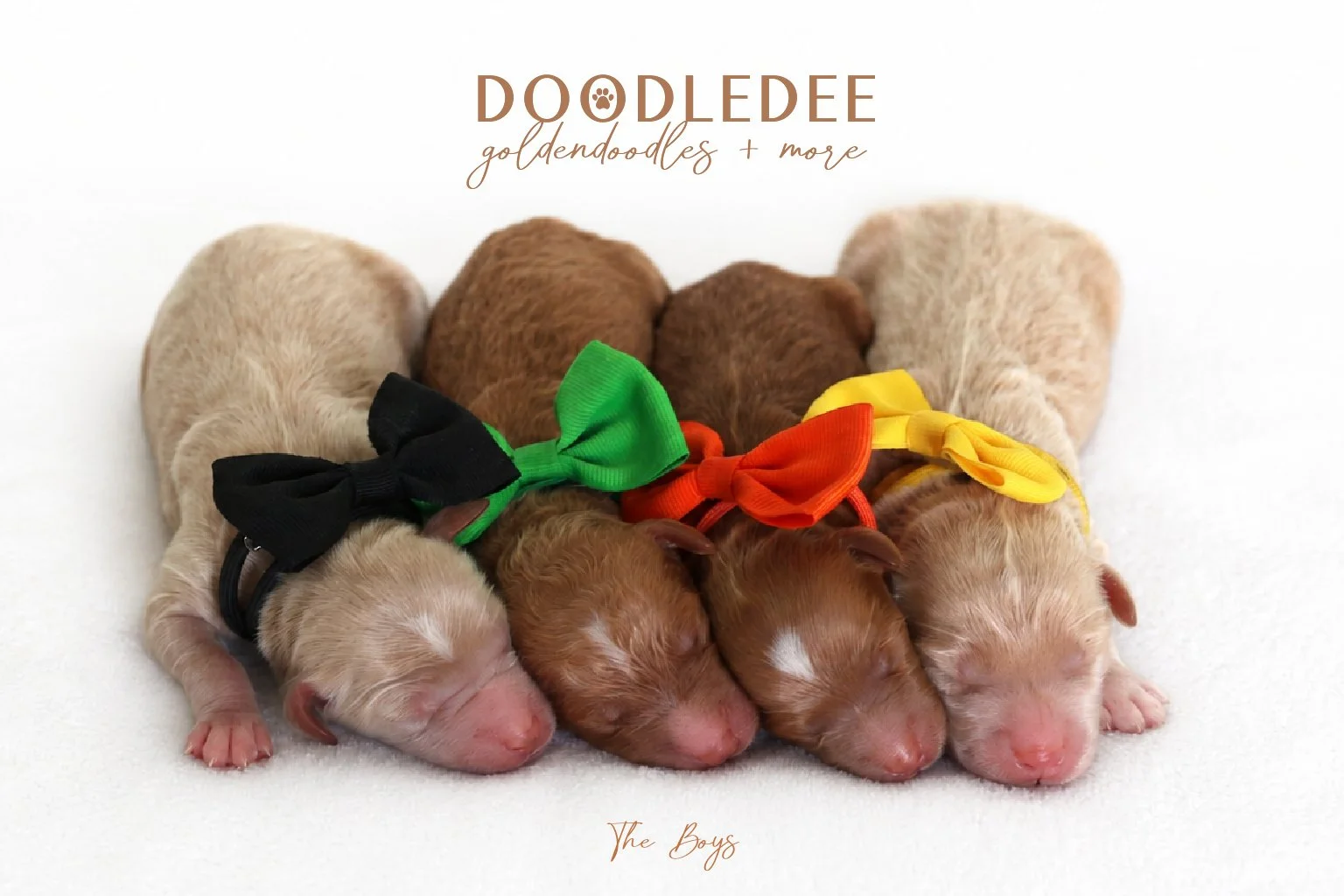 Mini English Goldendoodle Puppies | Medium English Goldendoodle Puppies