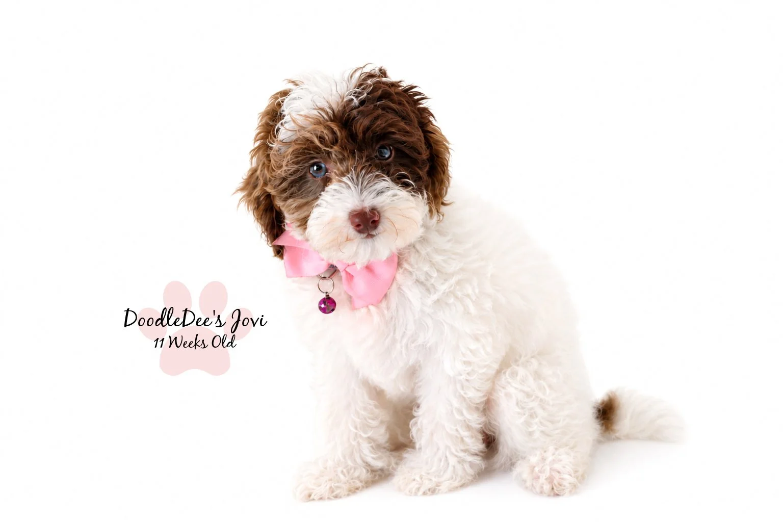 Micro Mini English Goldendoodle