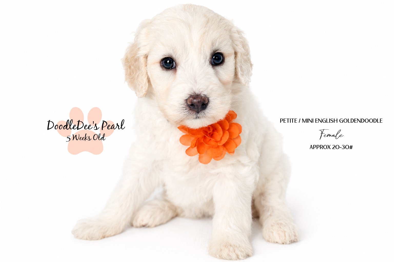 Mini English Cream Goldendoodle
