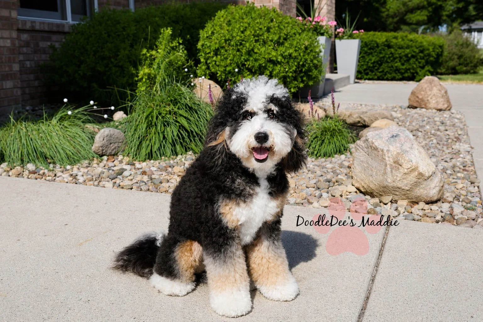 Maddie- Petite Bernedoodle