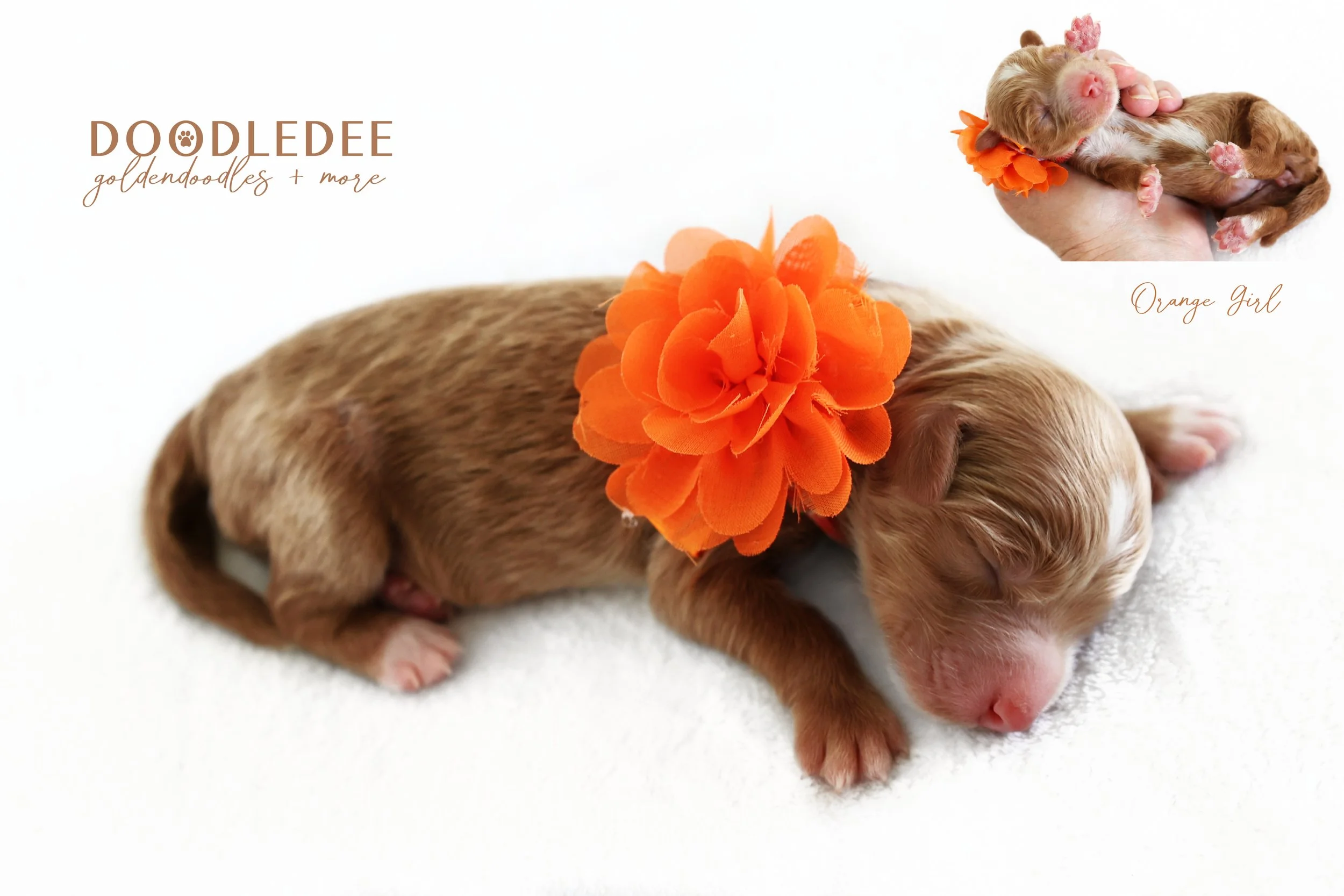 Mini English Goldendoodle Puppies | Medium English Goldendoodle Puppies