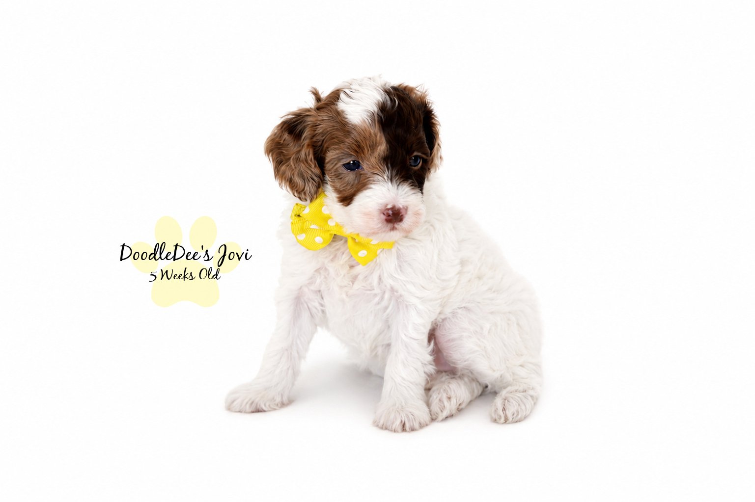 Micro Mini English Goldendoodles BREEDER HOLD