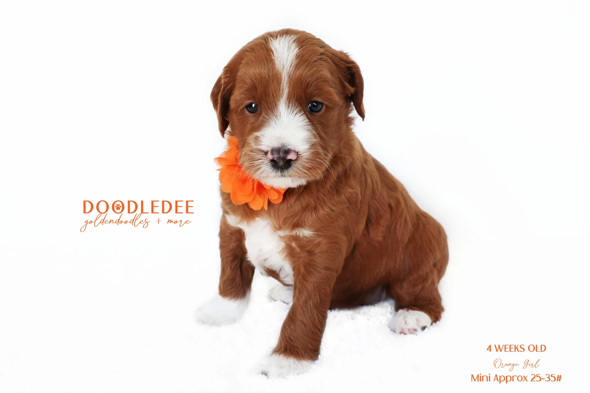 Mini English Goldendoodle