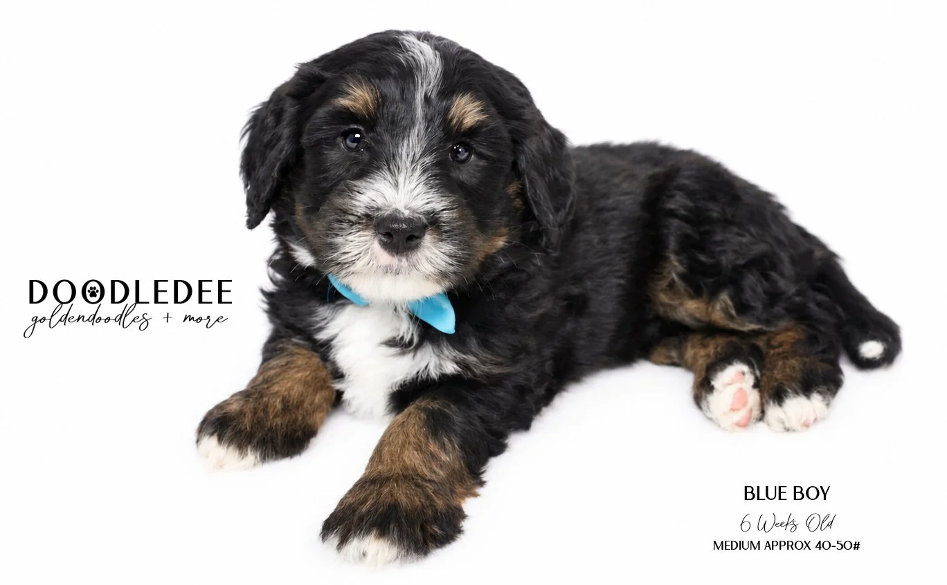 Medium Bernedoodle | AVAILABLE $3,500