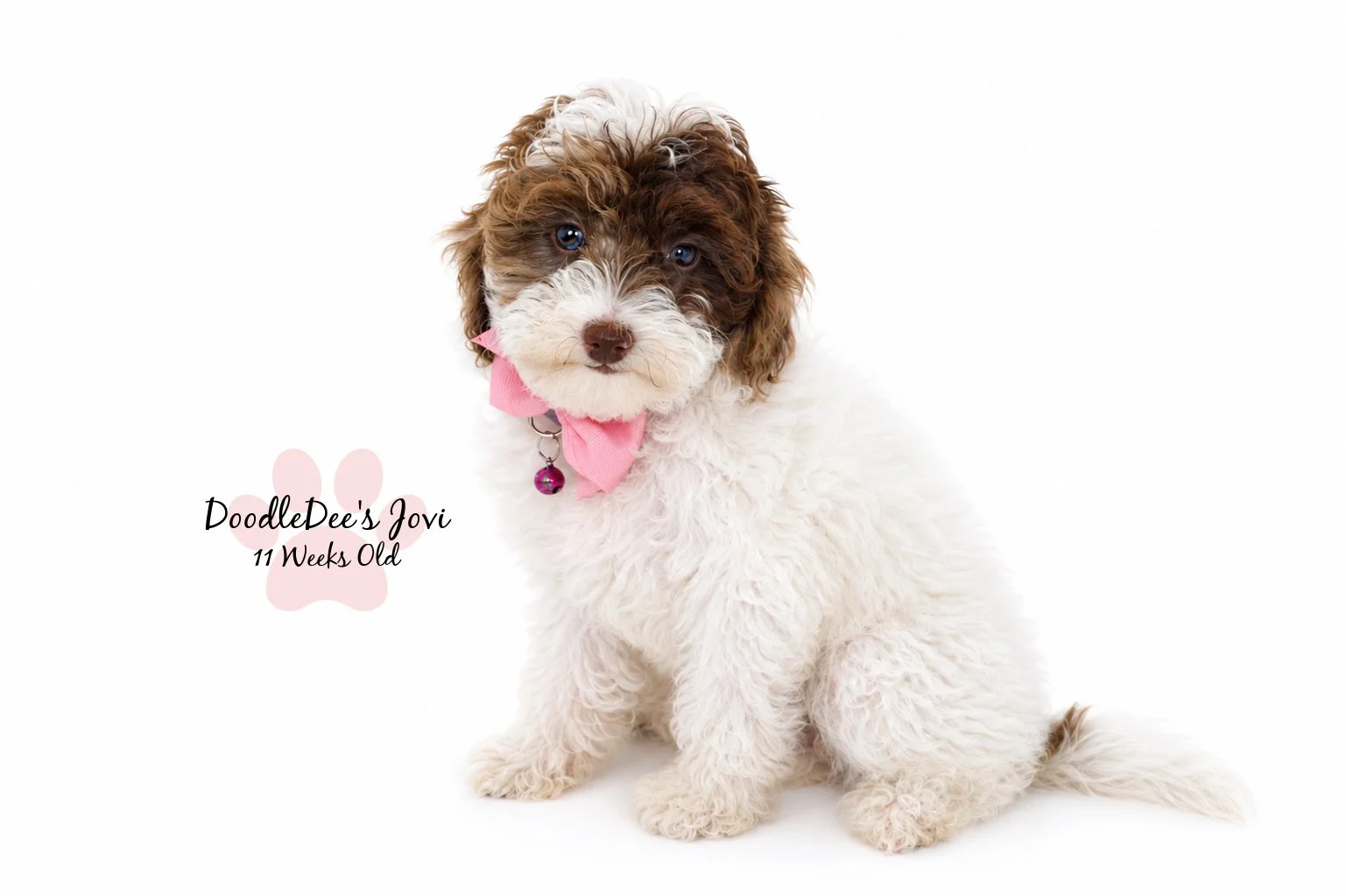 Micro Mini English Goldendoodle