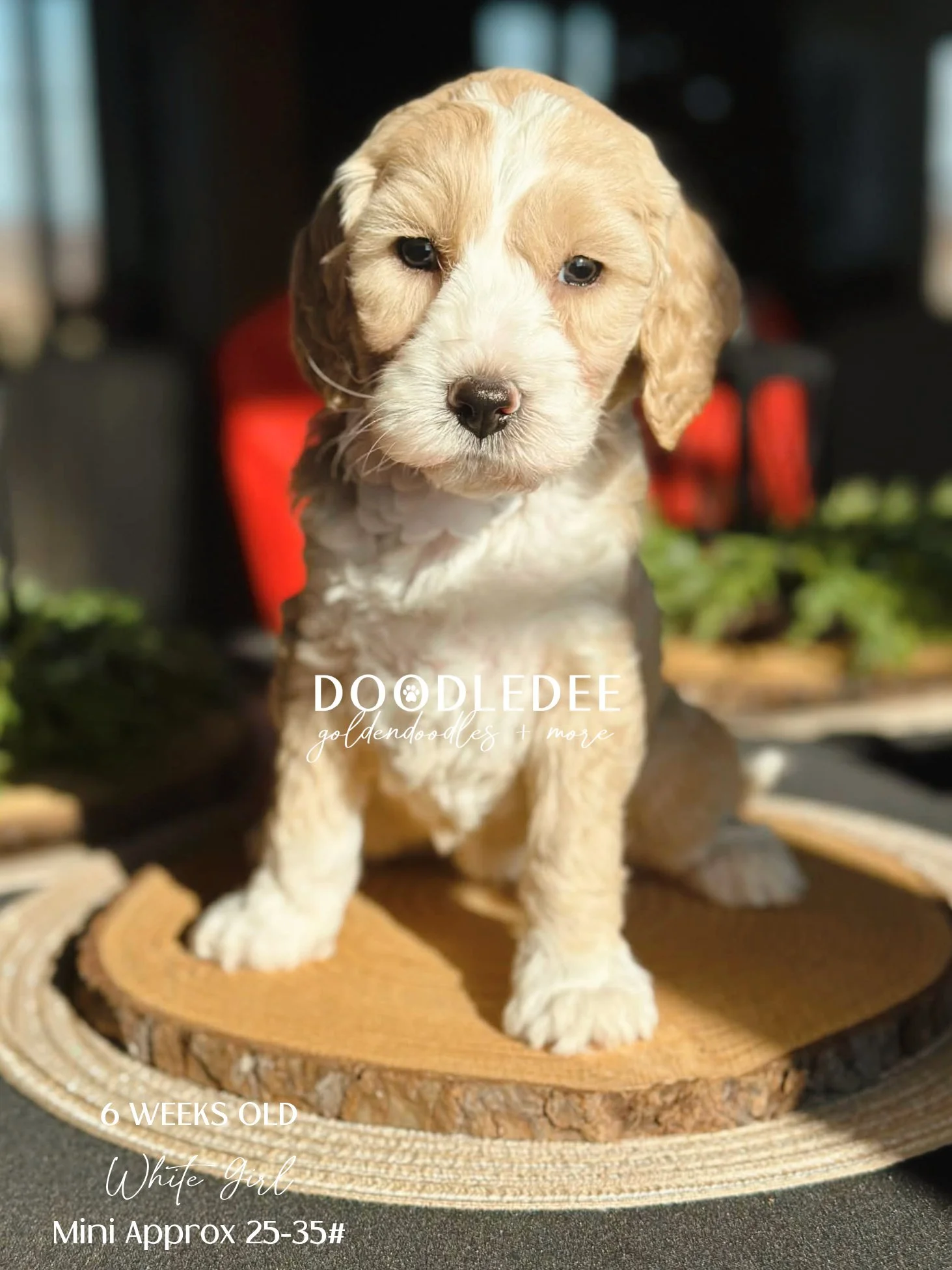 Mini English Goldendoodle AVAILABLE $2,500