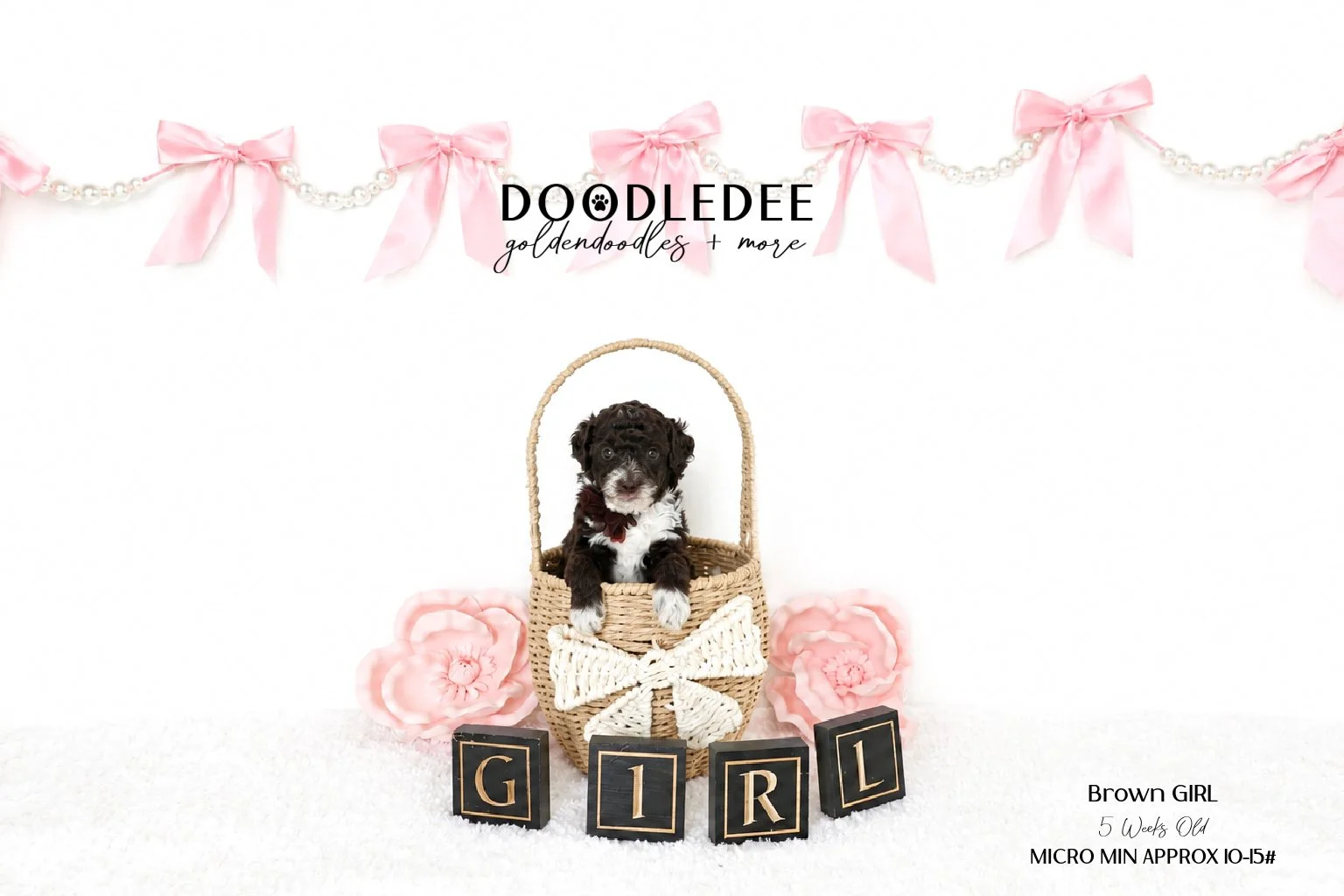 Micro Mini English Goldendoodle Female AVAILABLE $3,500