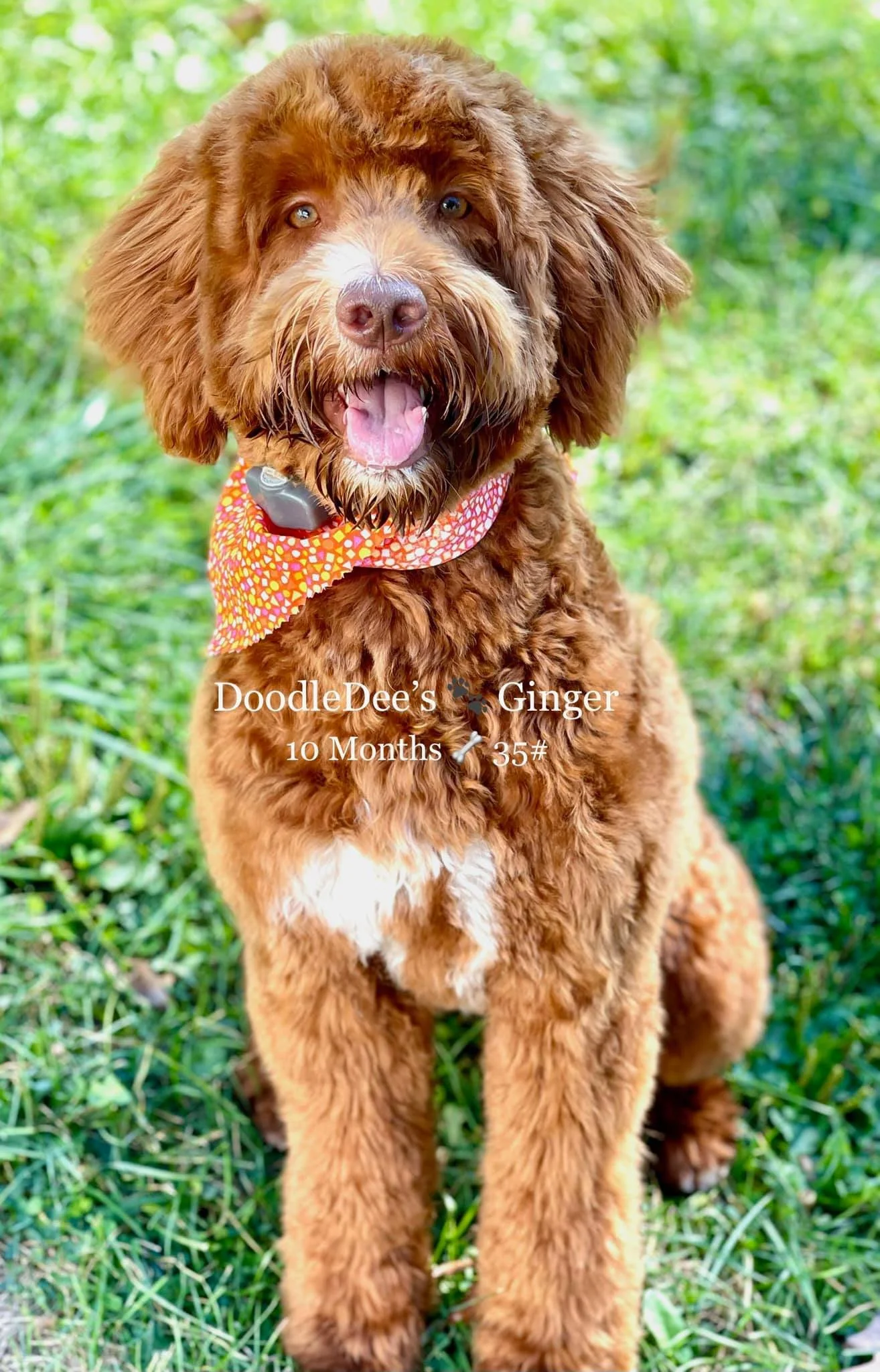 Ginger- Multi Gen English Goldendoodle- 35#