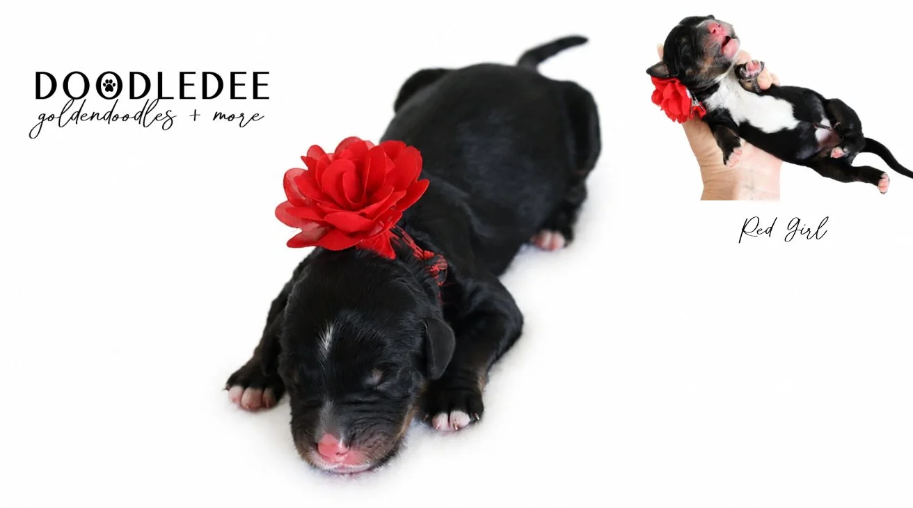 Mini Bernedoodle | Medium Bernedoodle | Standard Bernedoodle