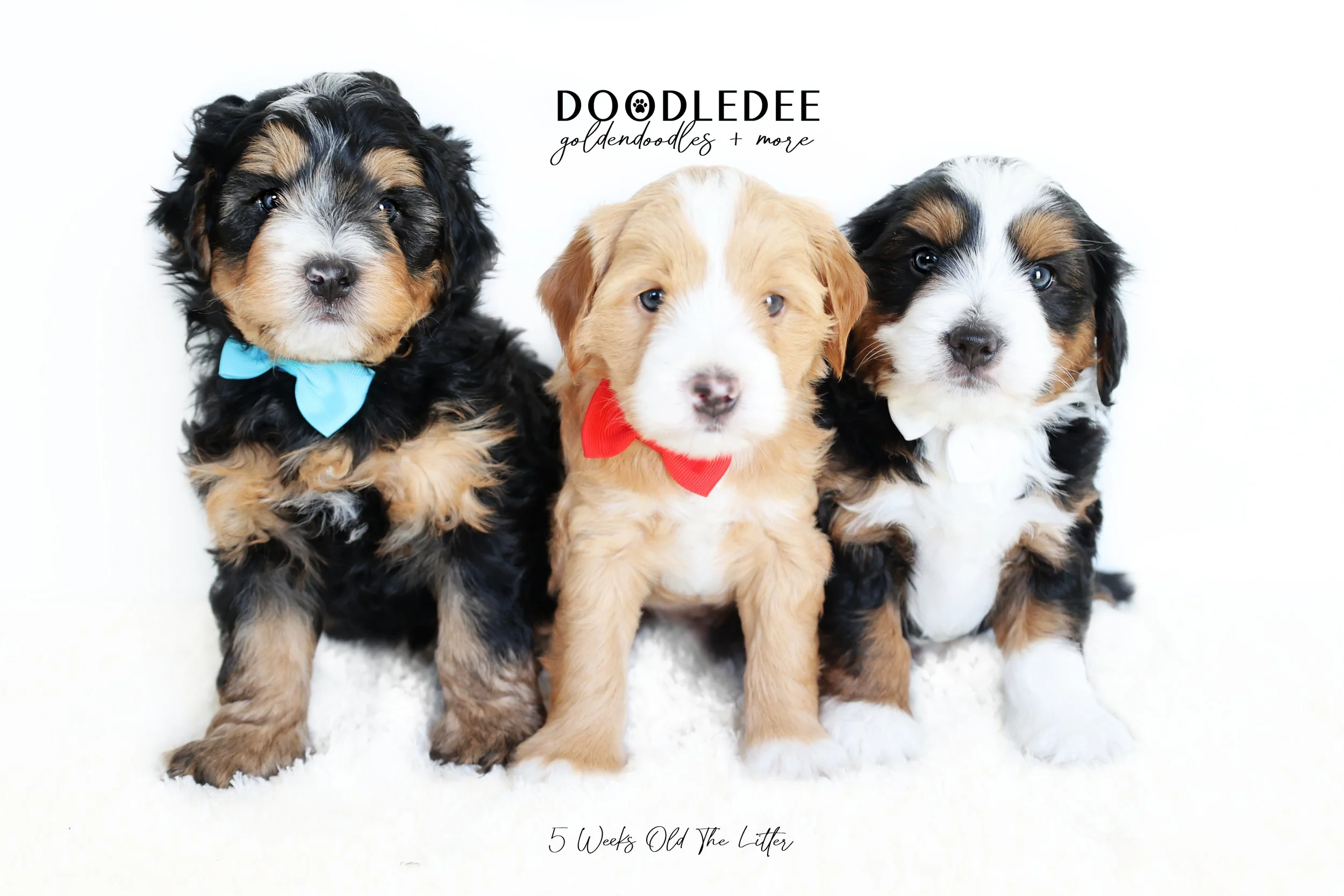 Bernedoodle Puppies- Batanga