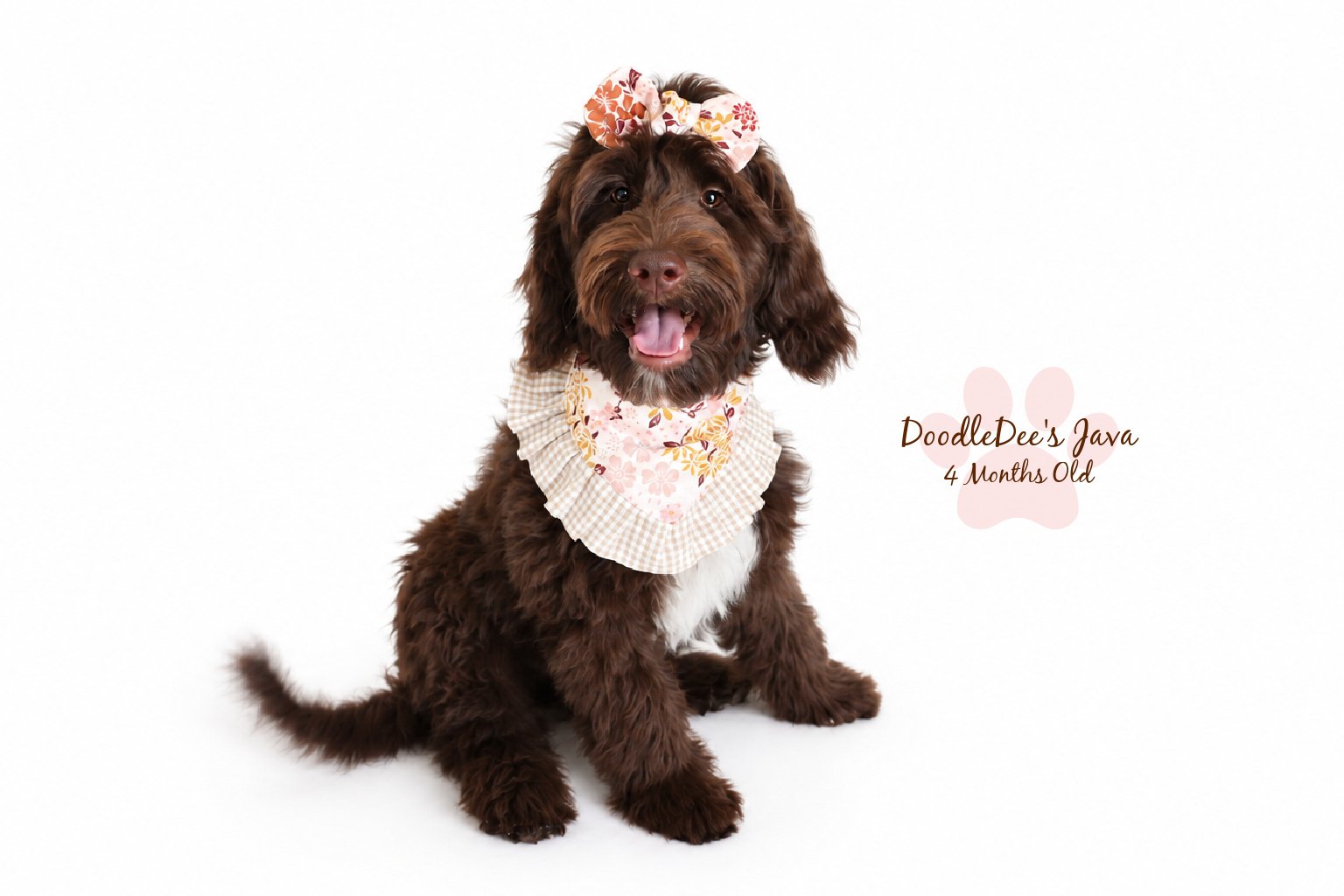Medium English Goldendoodle |  22 Lbs