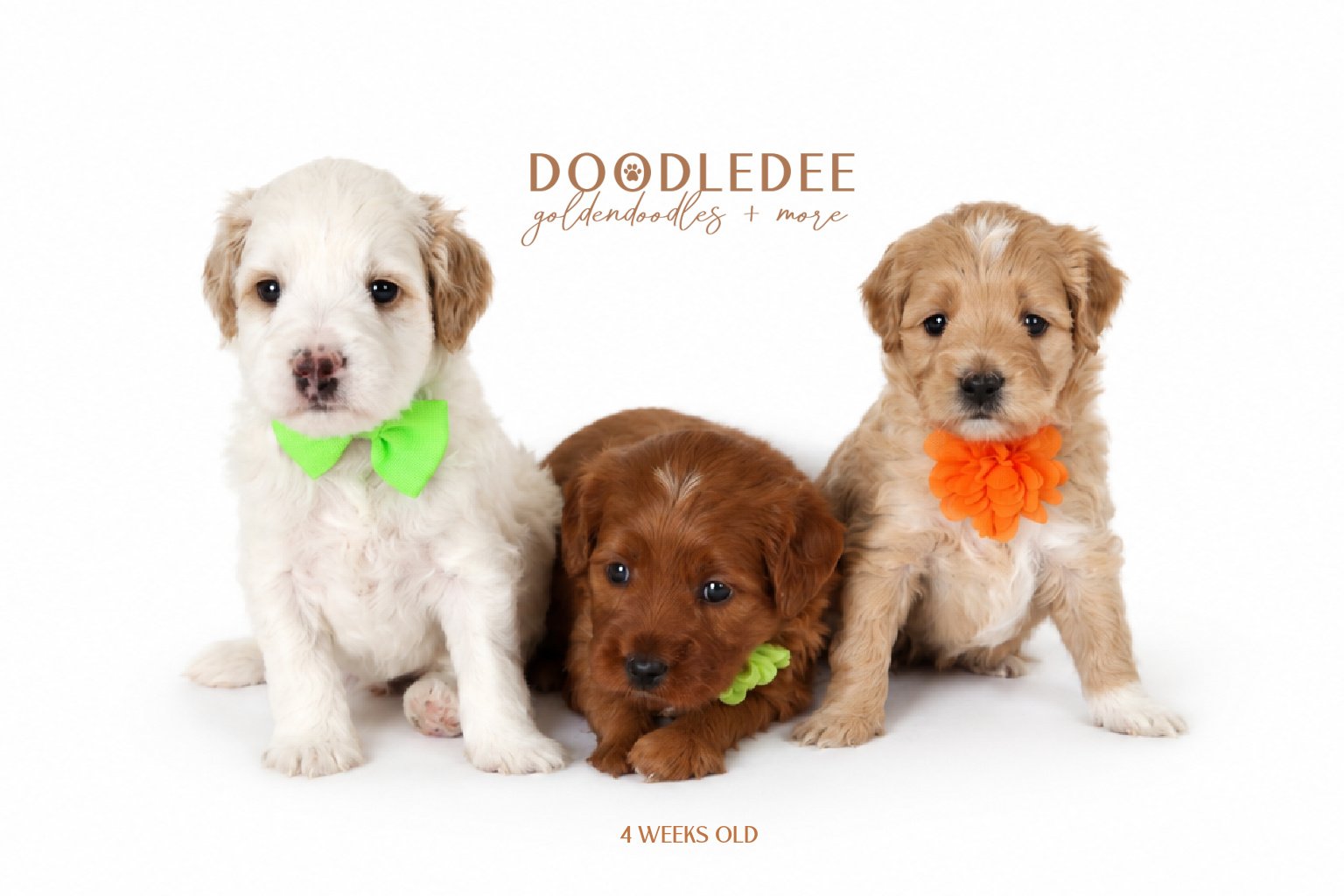 Micro Mini English Goldendoodle | Petite English Goldendoodle