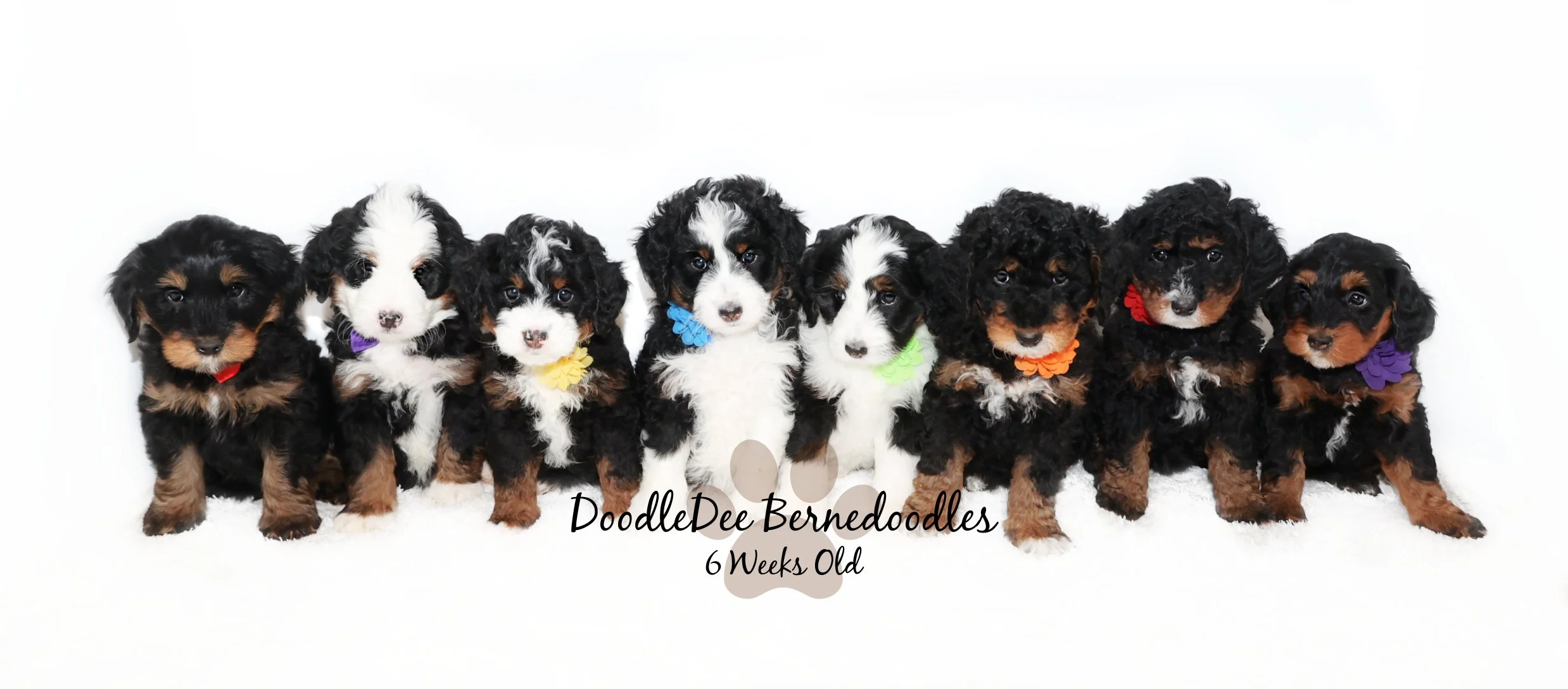 Bernedoodle Puppies- Blueberry