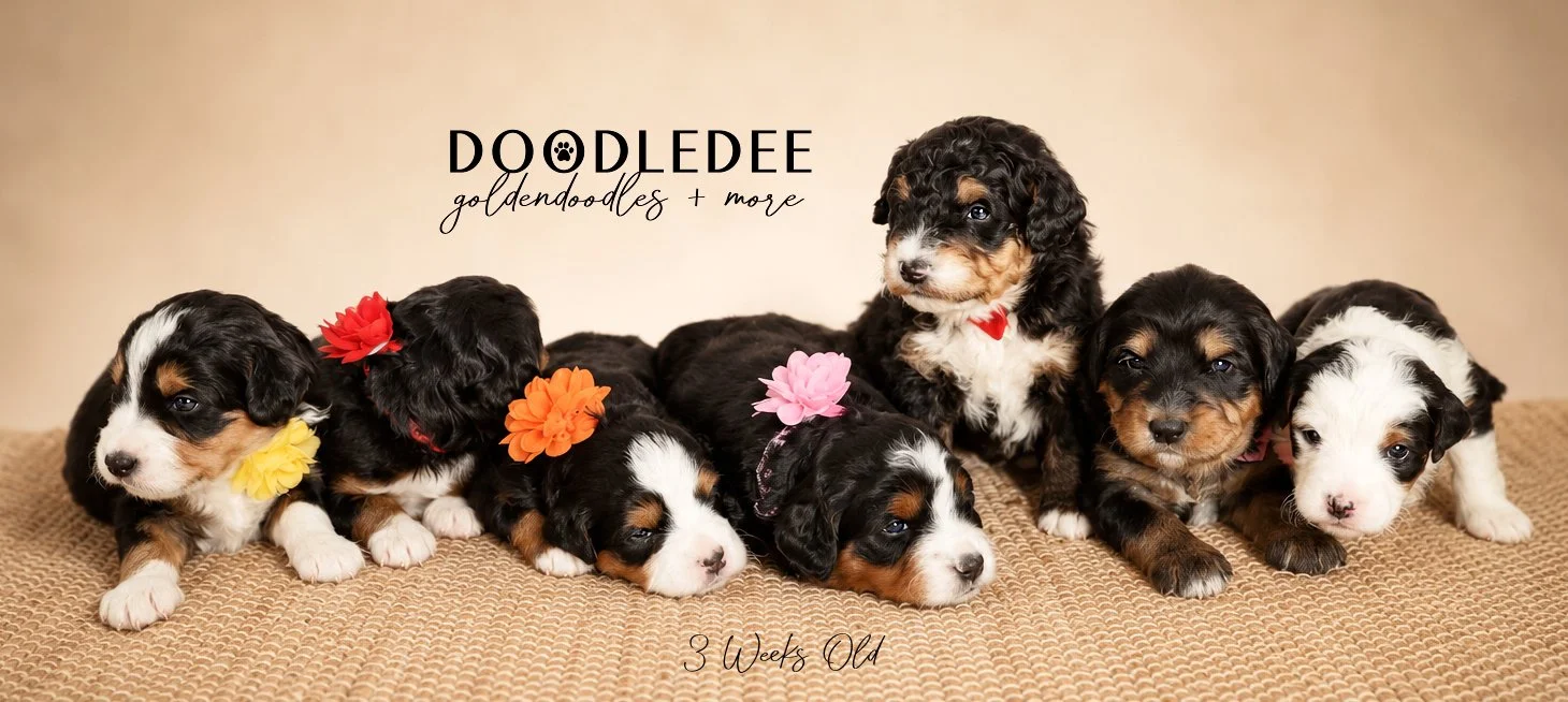 Mini Bernedoodle Puppies