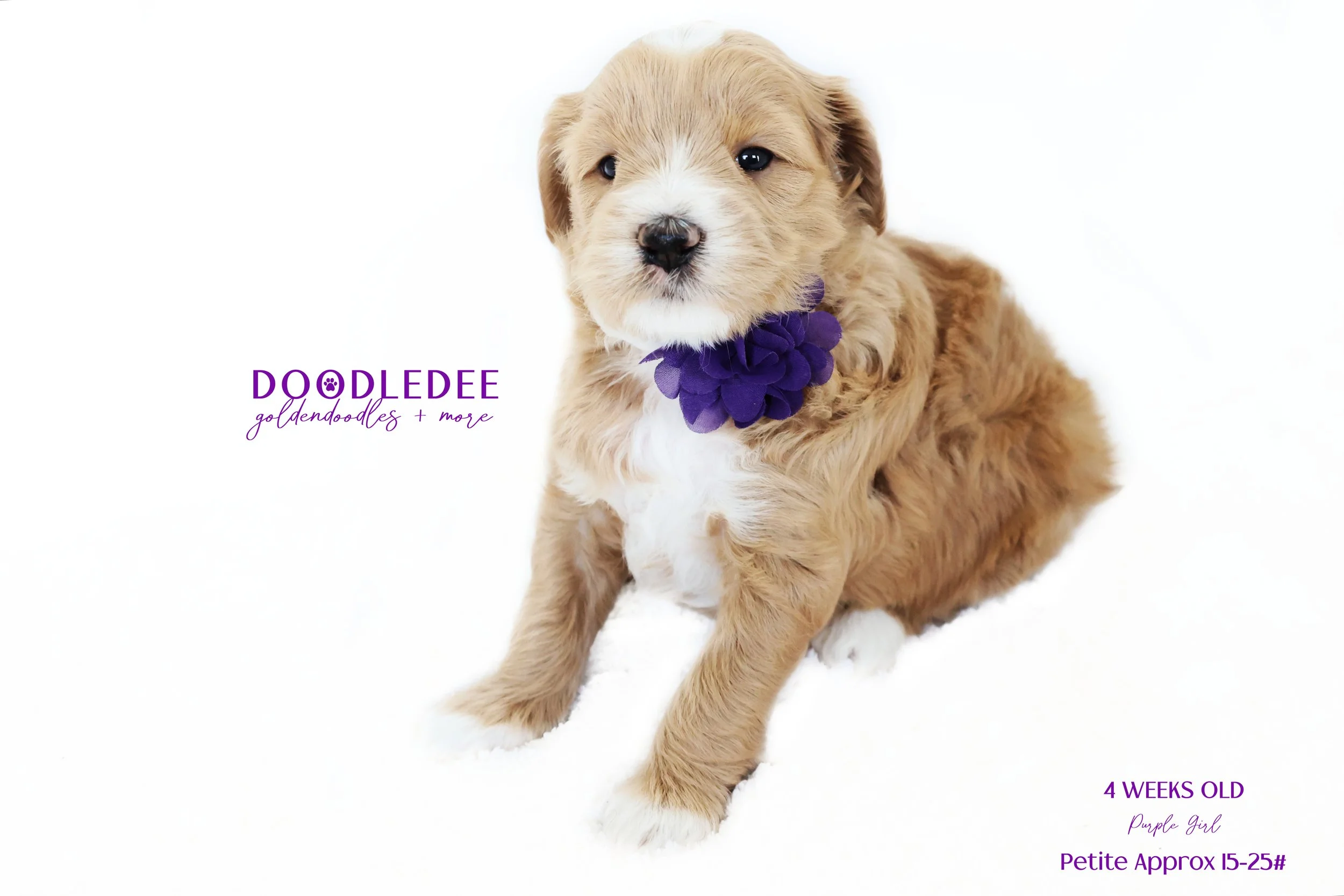 Petite English Goldendoodle