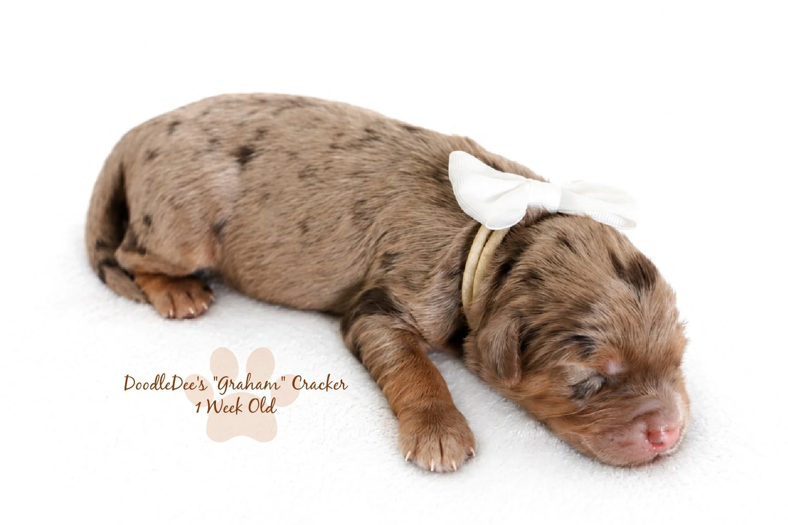 Petite Chocolate Phantom Merle English Goldendoodle