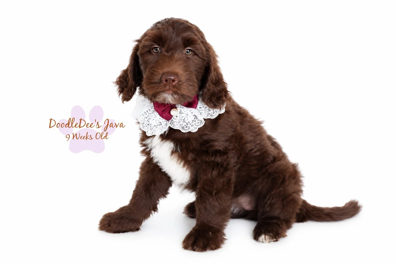 Medium English Goldendoodle Female- JAVA- GUARDIAN OPPORTUNITY