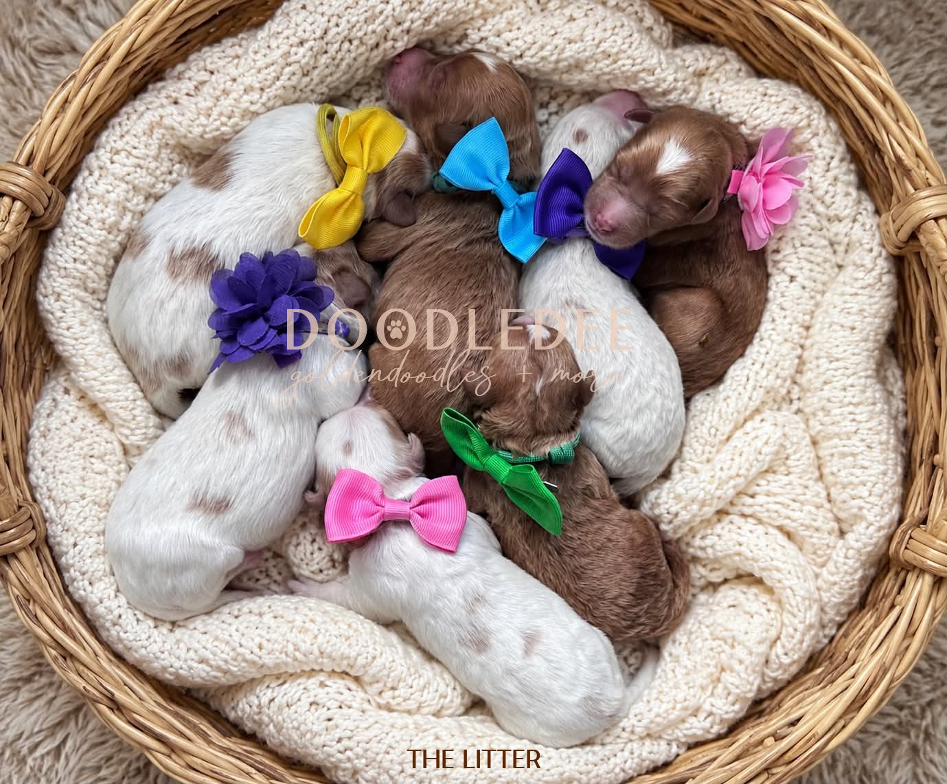 MIni English Goldendoodles