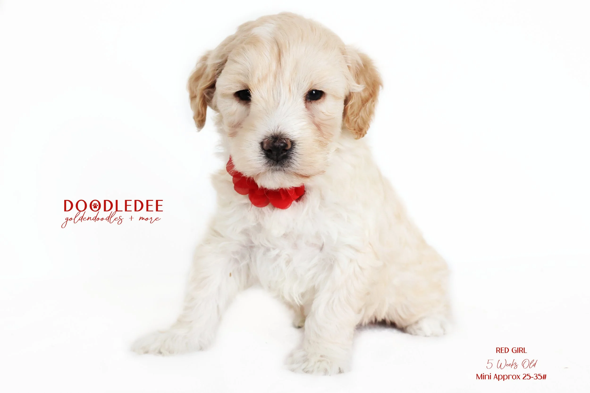 Mini English Goldendoodle SOLD