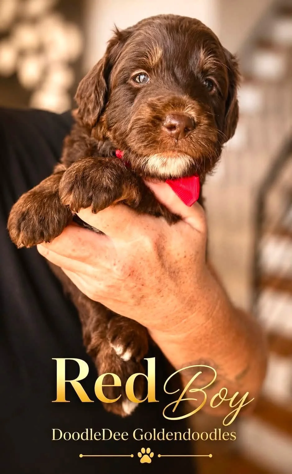 Petite English Goldendoodle Male AVAILABLE $3,500