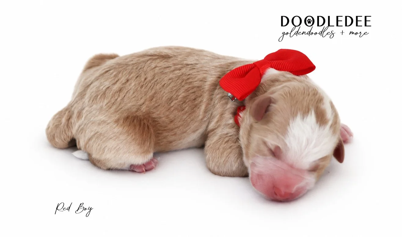 Micro Mini Bernedoodle Puppies | Petite Bernedoodle Puppies