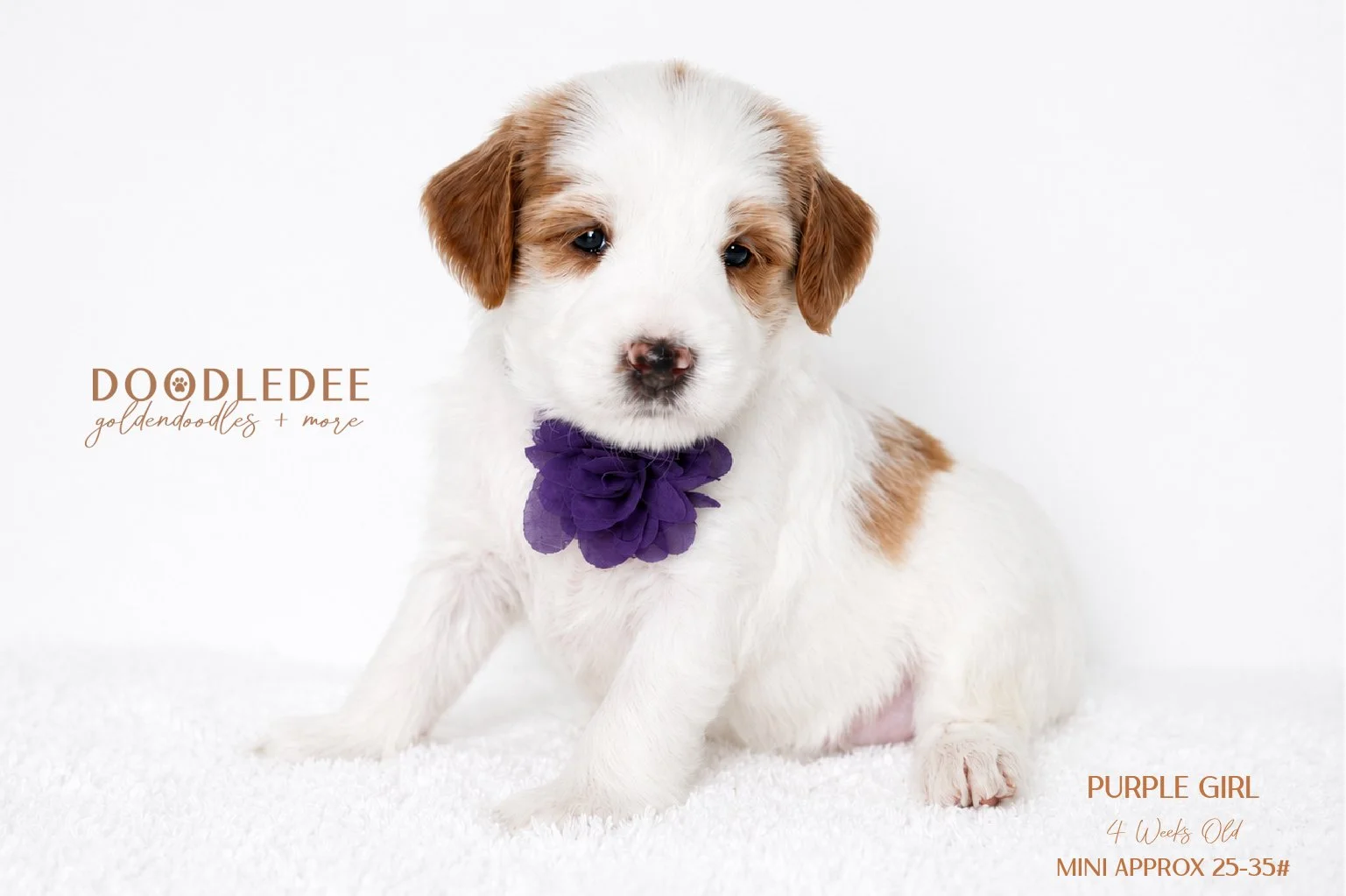 Mini English Goldendoodle SOLD