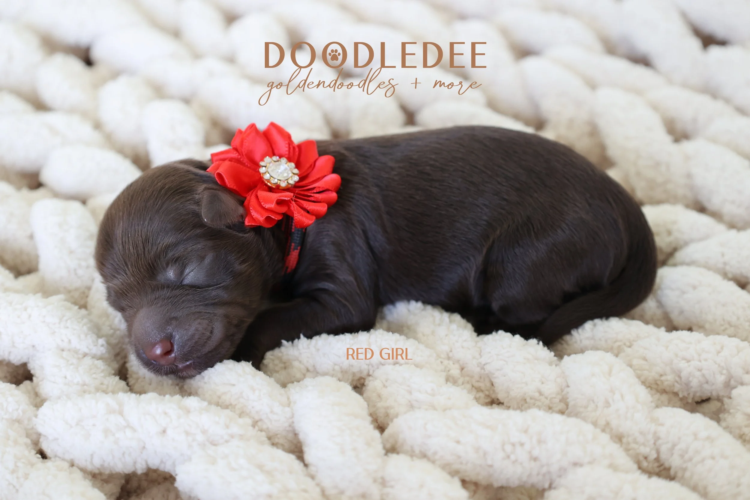 Micro MIni & Petite English Goldendoodles