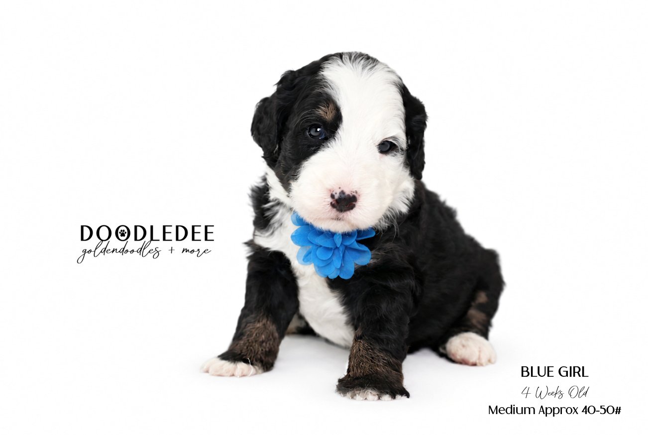 Medium Bernedoodle  AVAILABLE $3,500