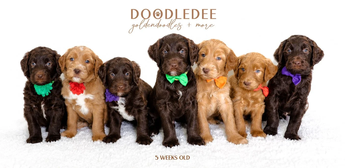 5 weeks LITTER.jpg