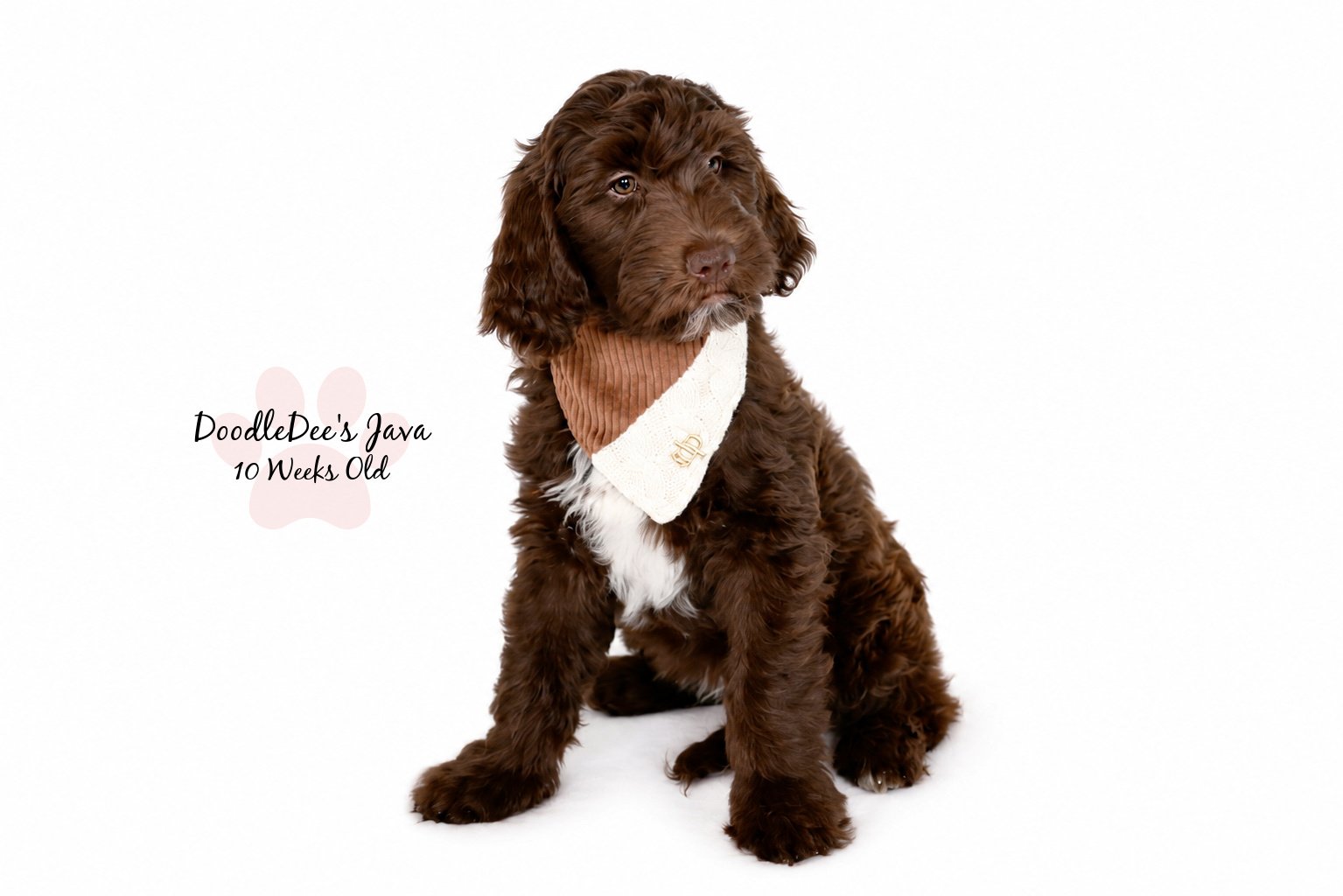 Medium English Goldendoodle