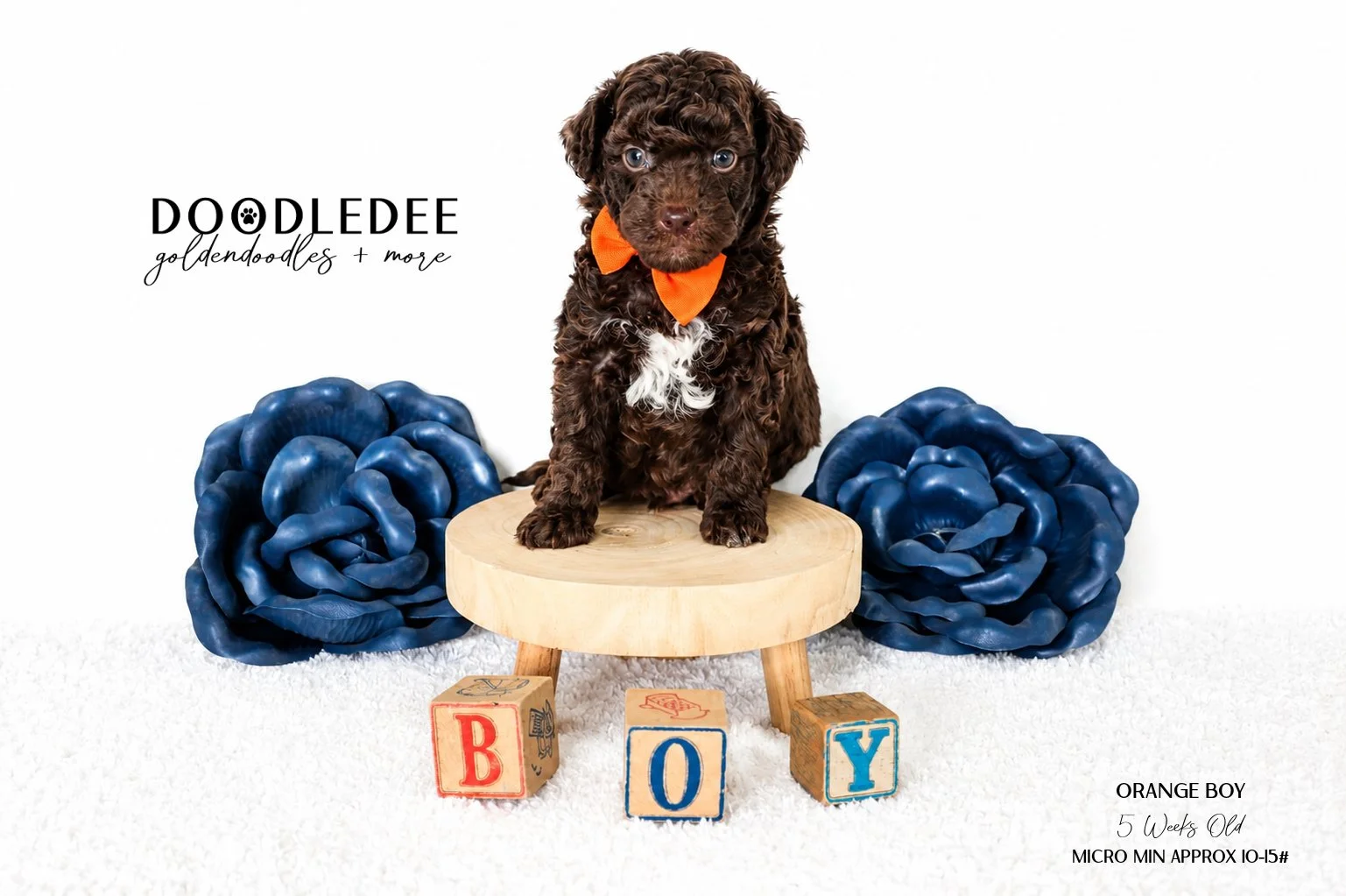 Micro Mini English Goldendoodle Male AVAILABLE $3,500