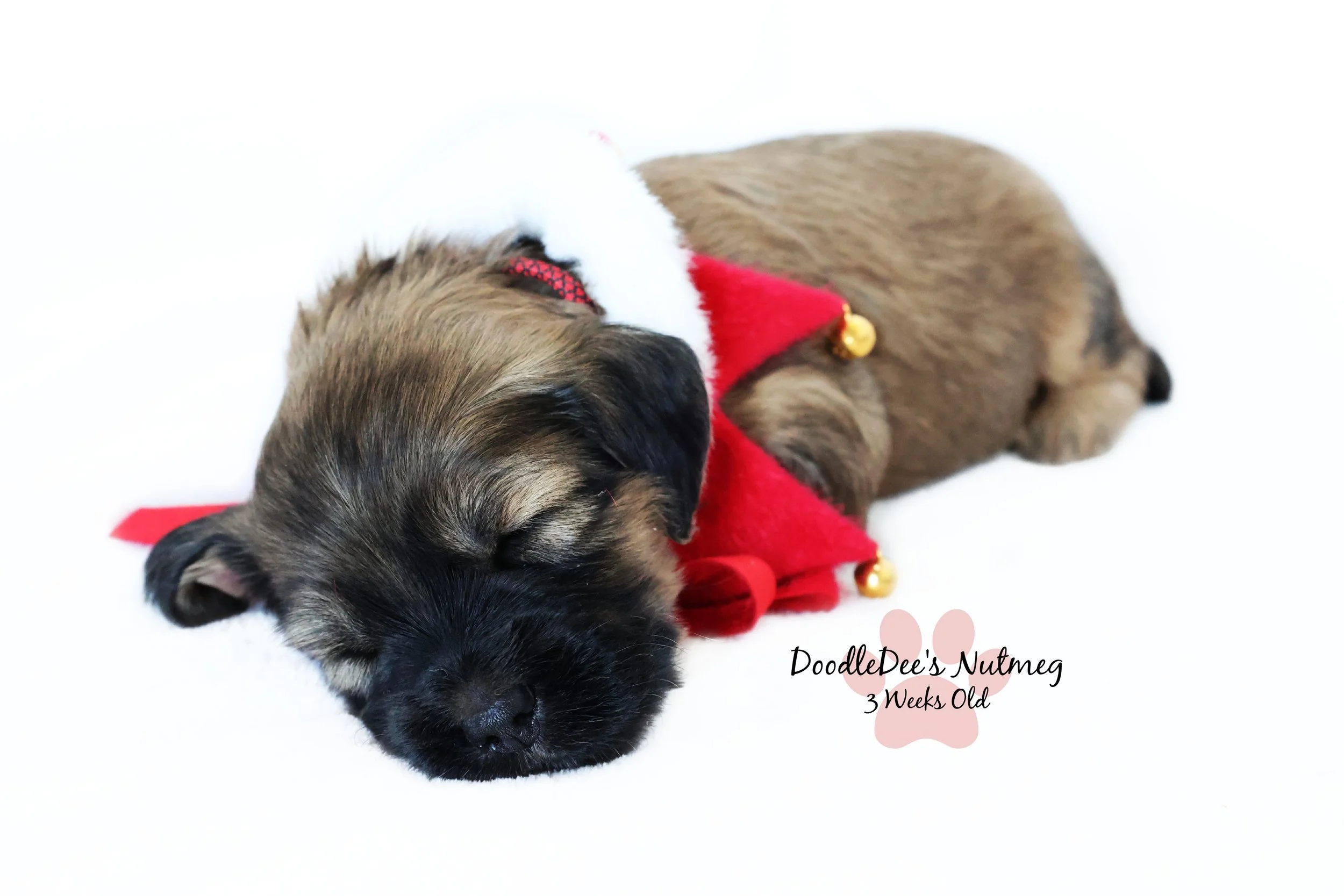 Petite Sable English Goldendoodle