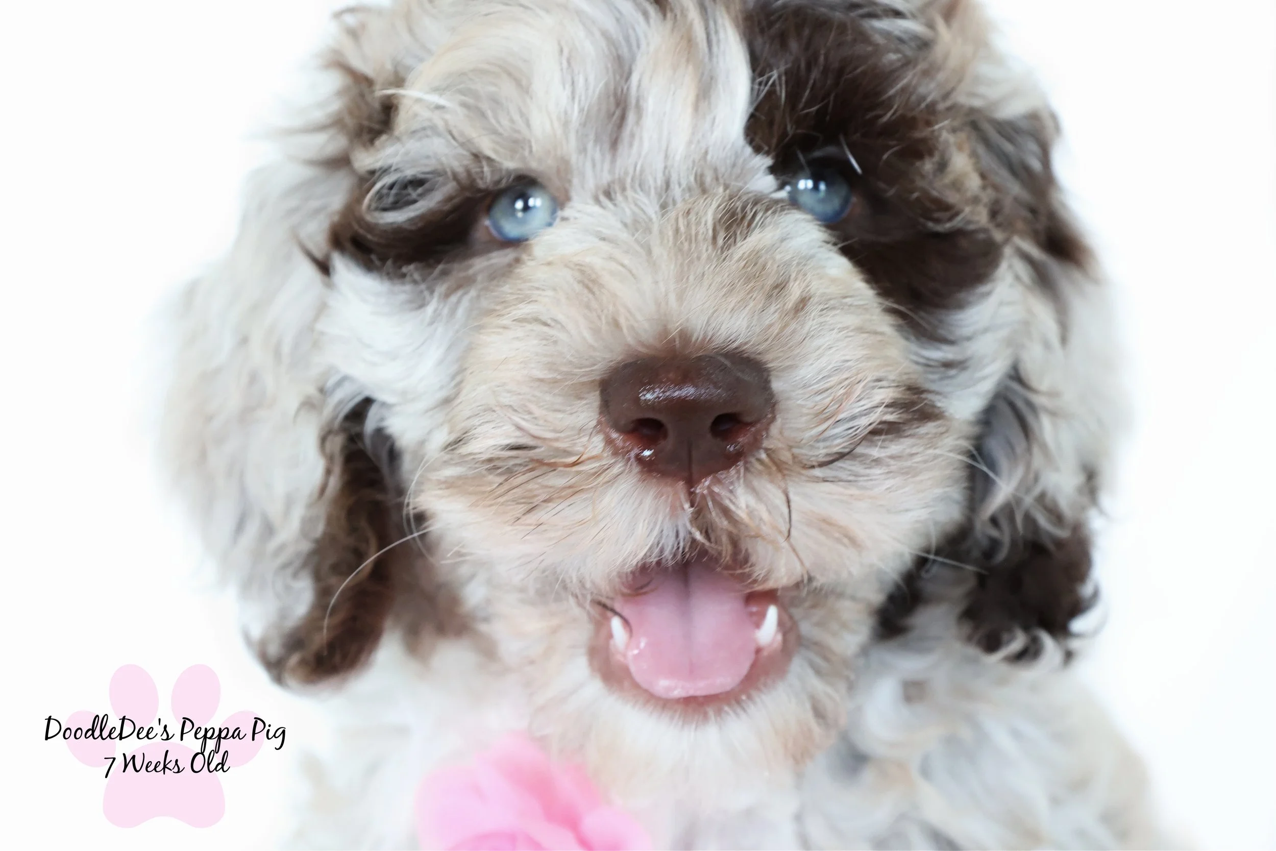 Chocolate Merle English Goldendoodle