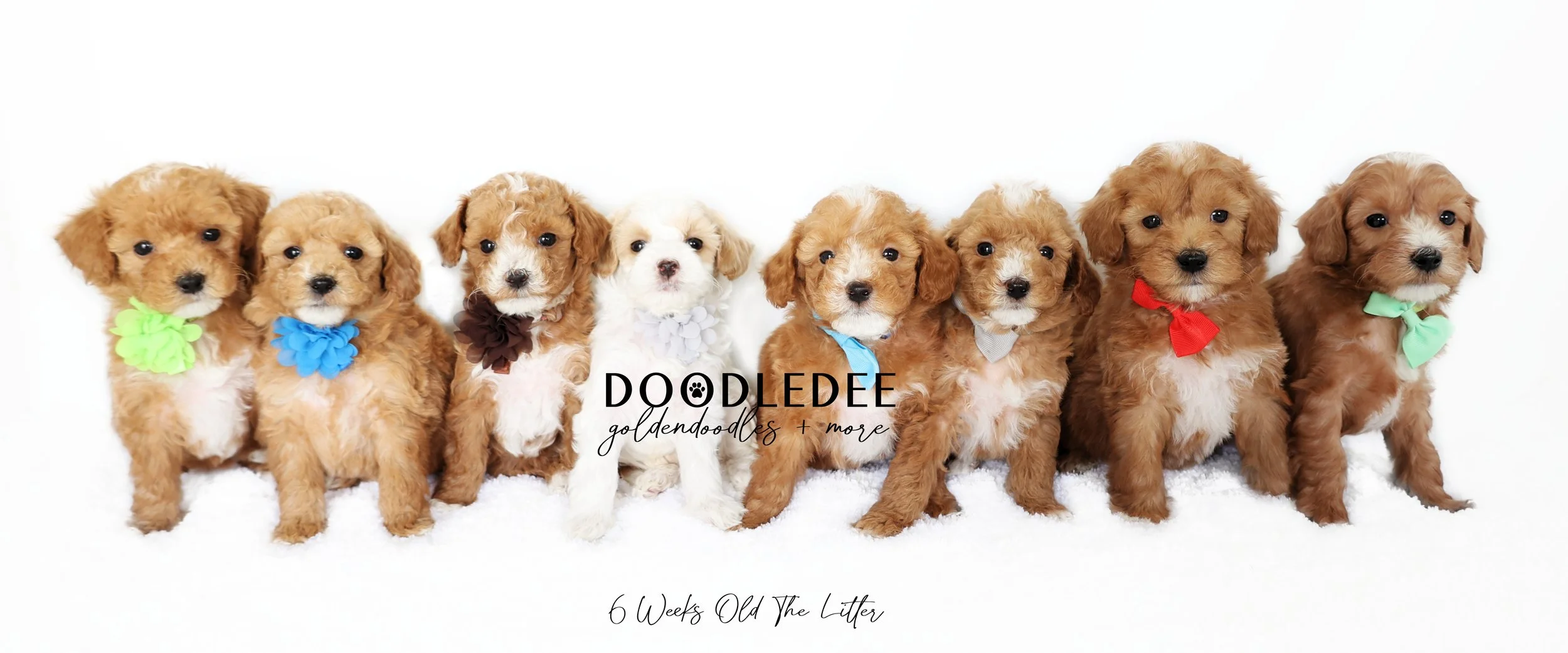 English Goldendoodle Puppies - Ginger