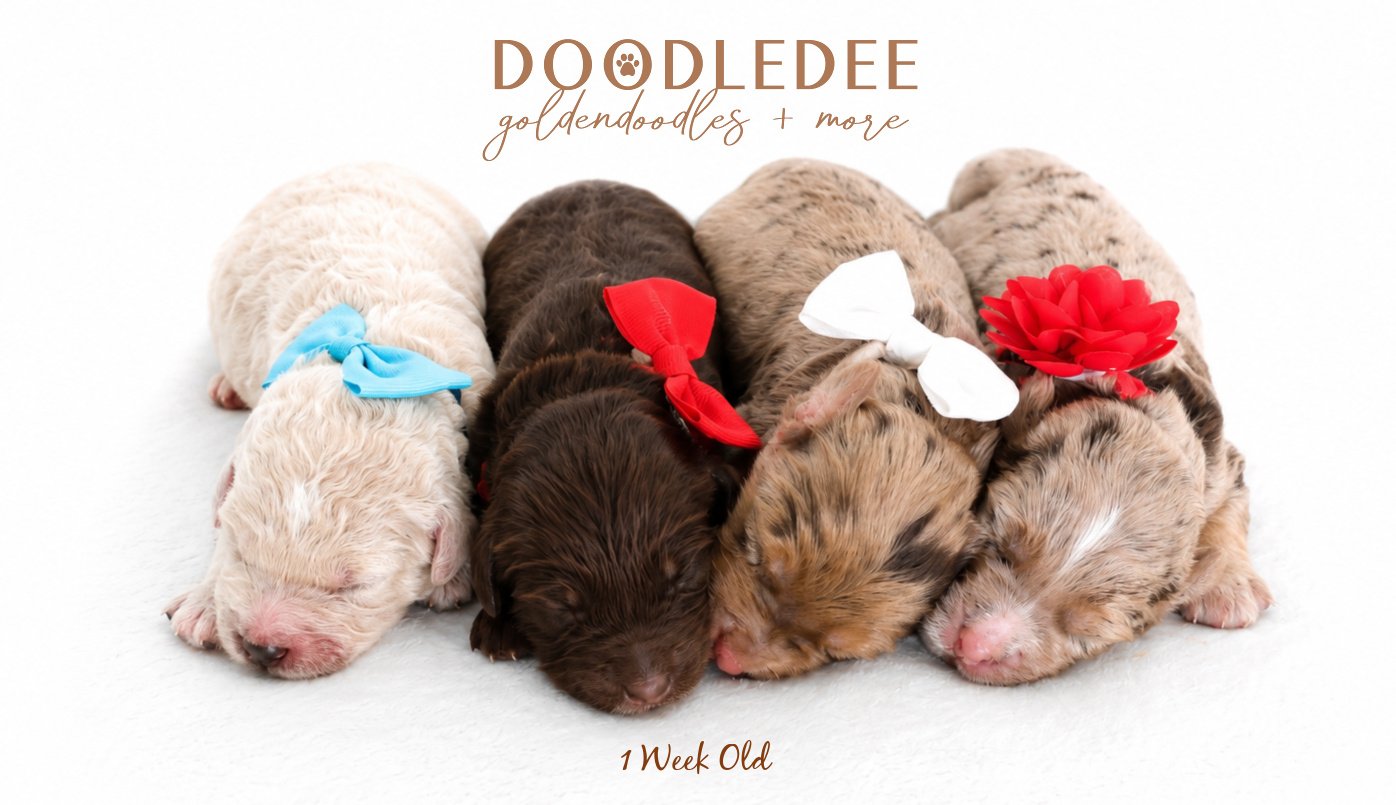 Mini English Goldendoodles