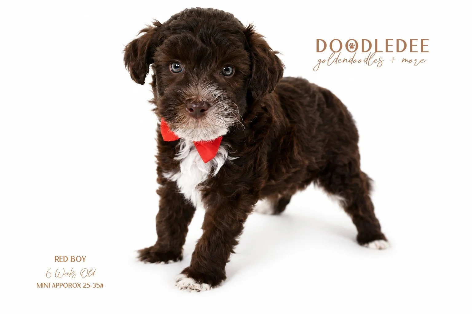 Petite English Goldendoodle | Mini English Goldendoodle - Male AVAILABLE $3,500