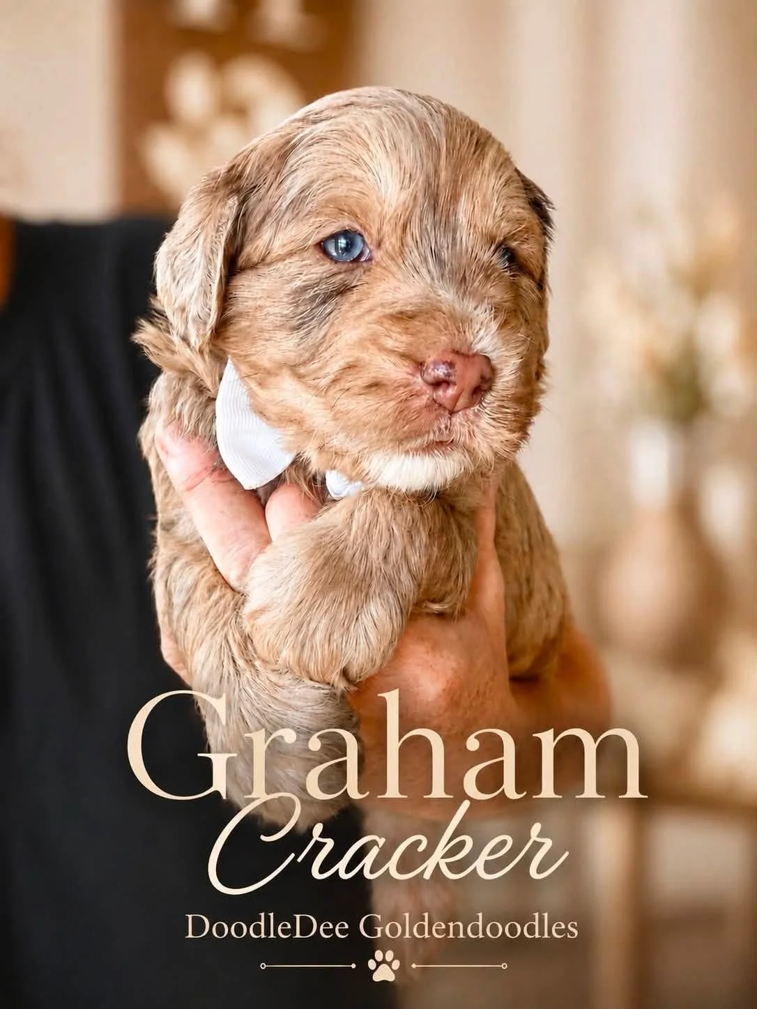 Petite English Goldendoodle MALE FOR GUARDIAN (MUST be local to Chesterton, IN)