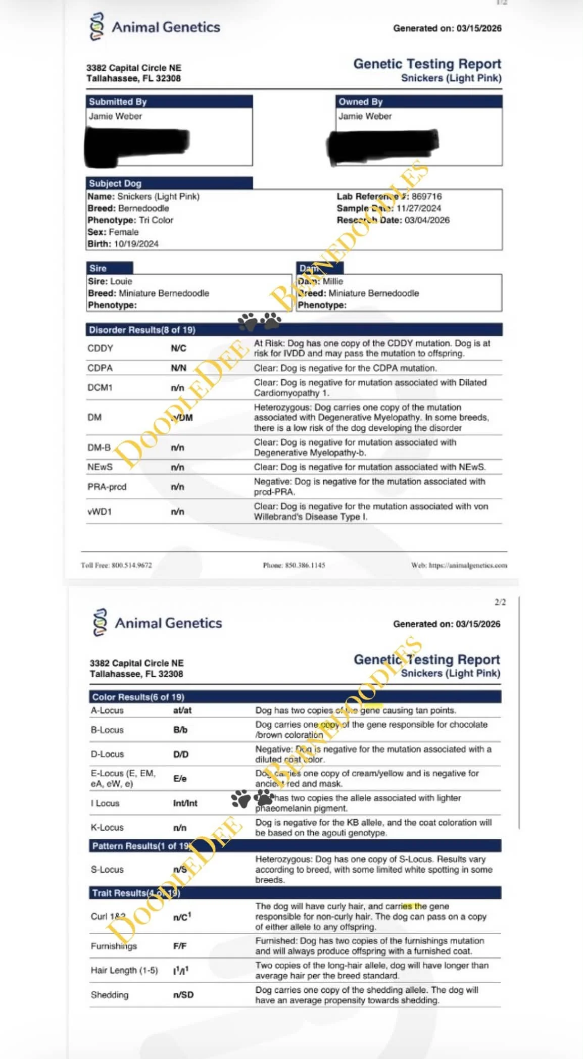 Snickers Genetic Health Testing- AG