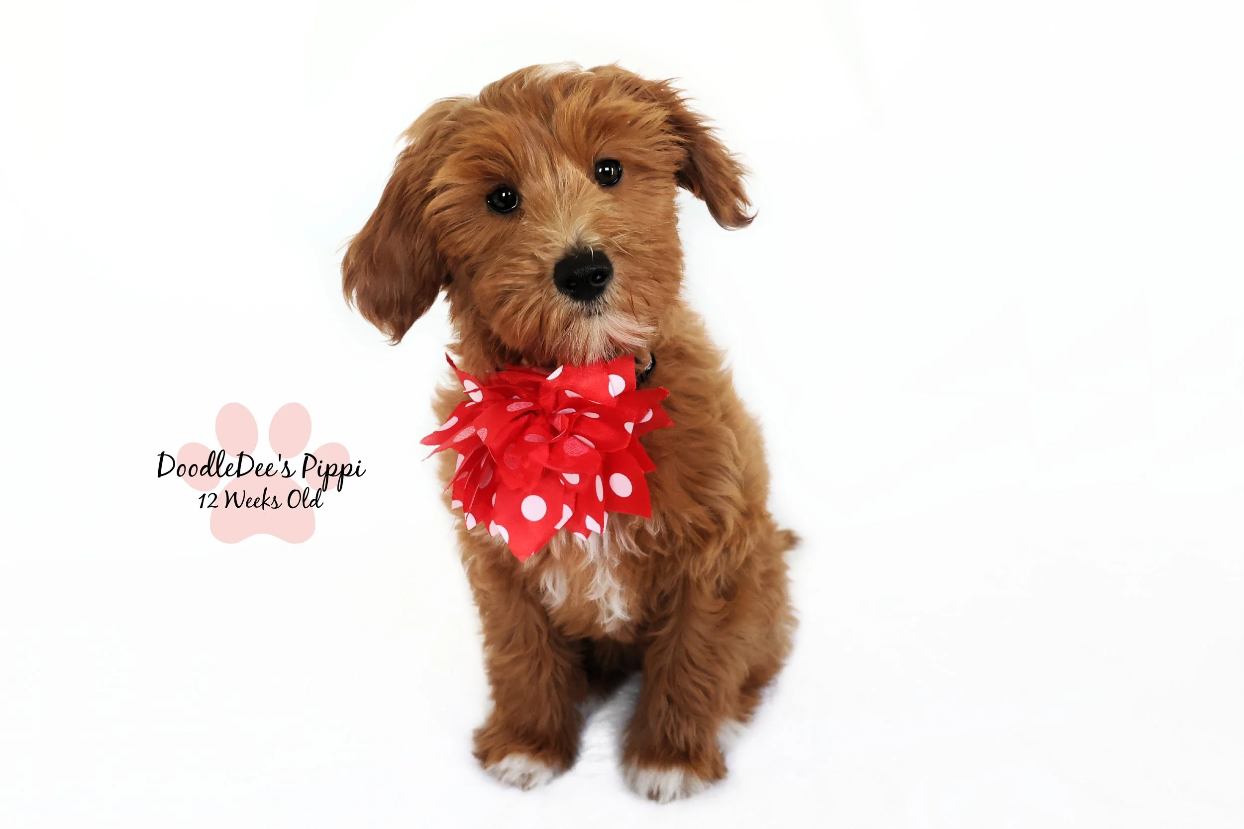 Petite Red English Goldendoodle