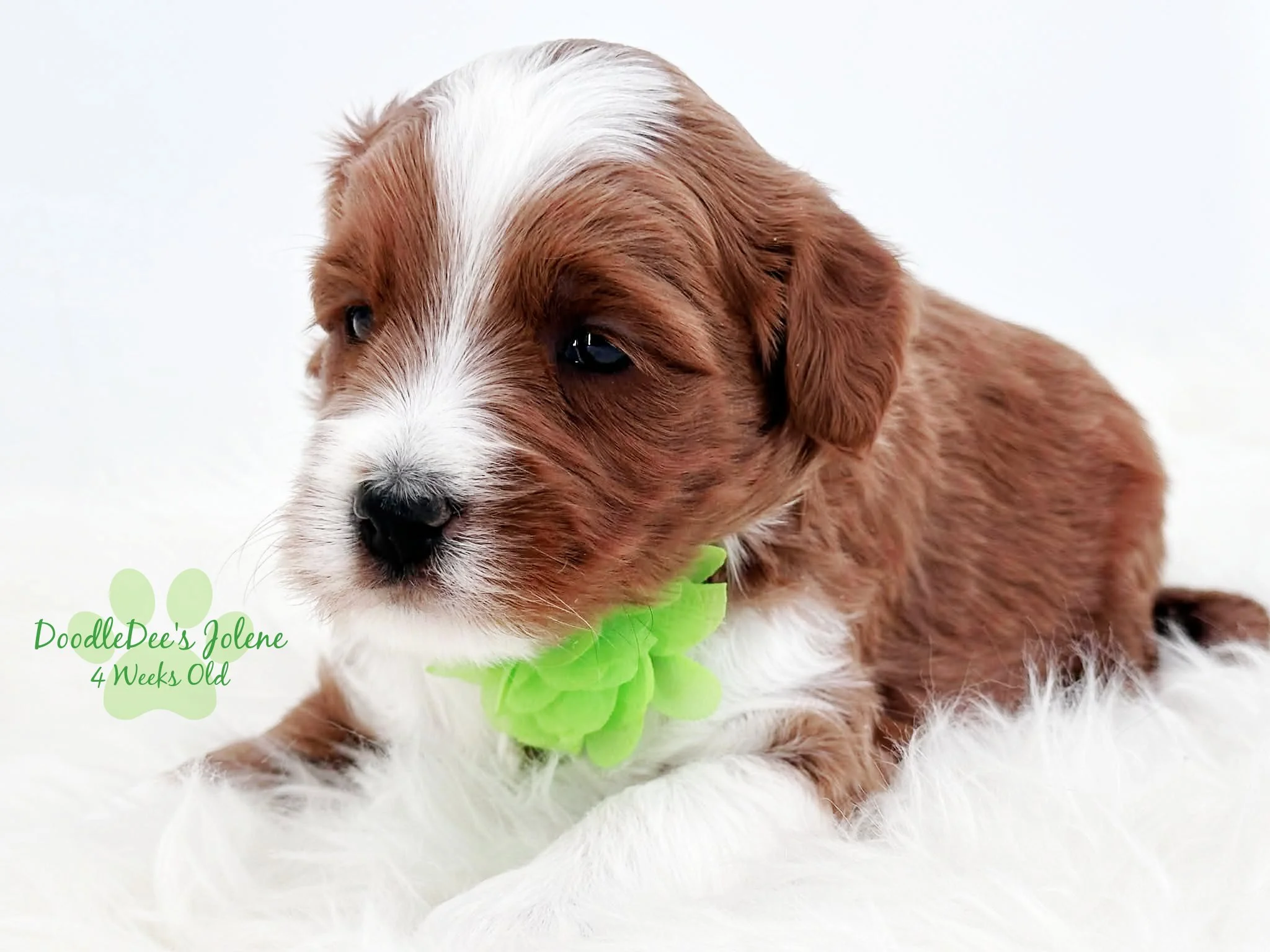 Petite English Goldendoodle