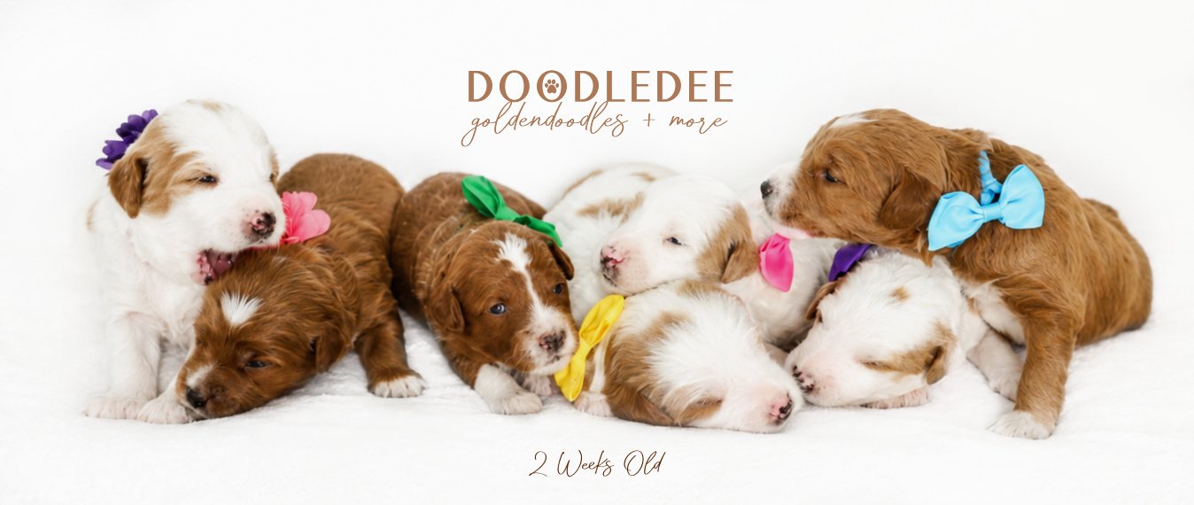 Mini English Goldendoodle Puppies