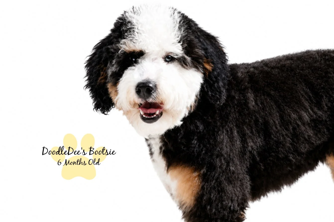 Mini Bernedoodle