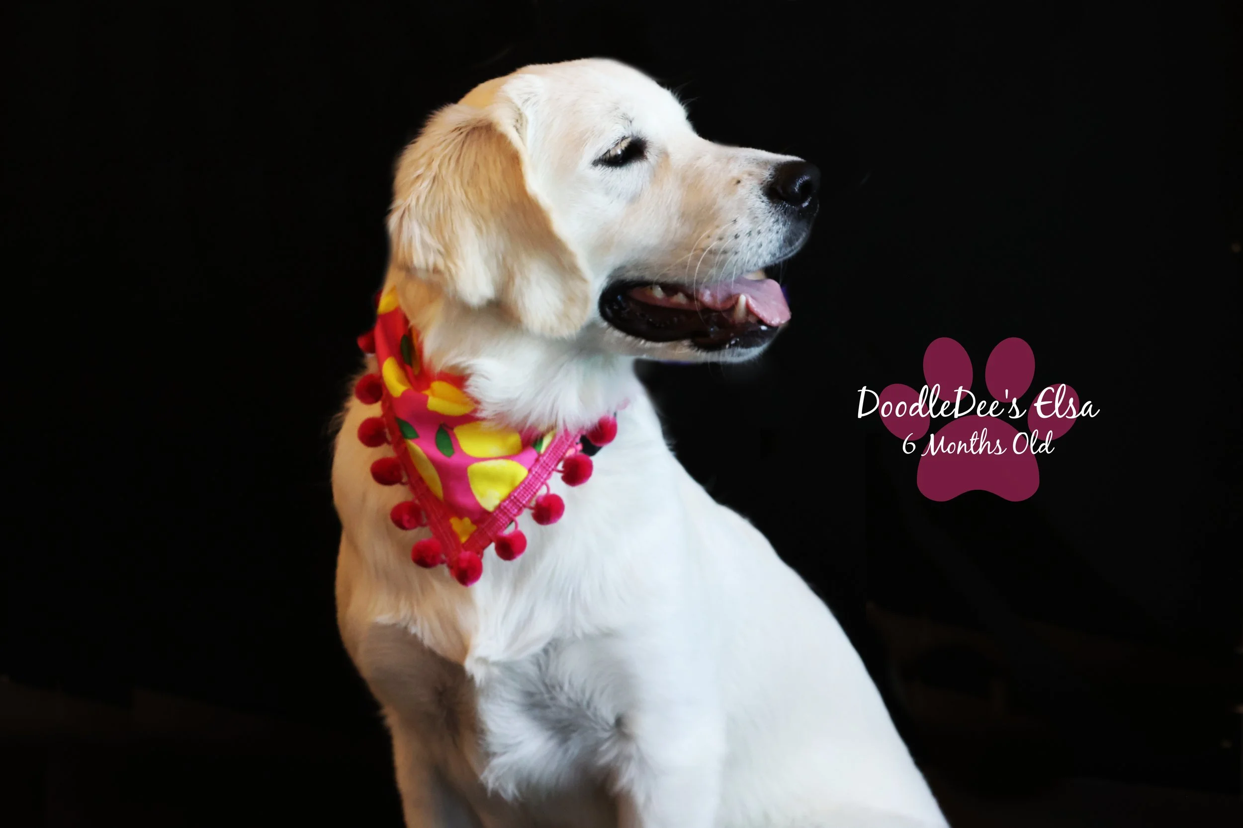 English Golden Retreiver-6 Months Old