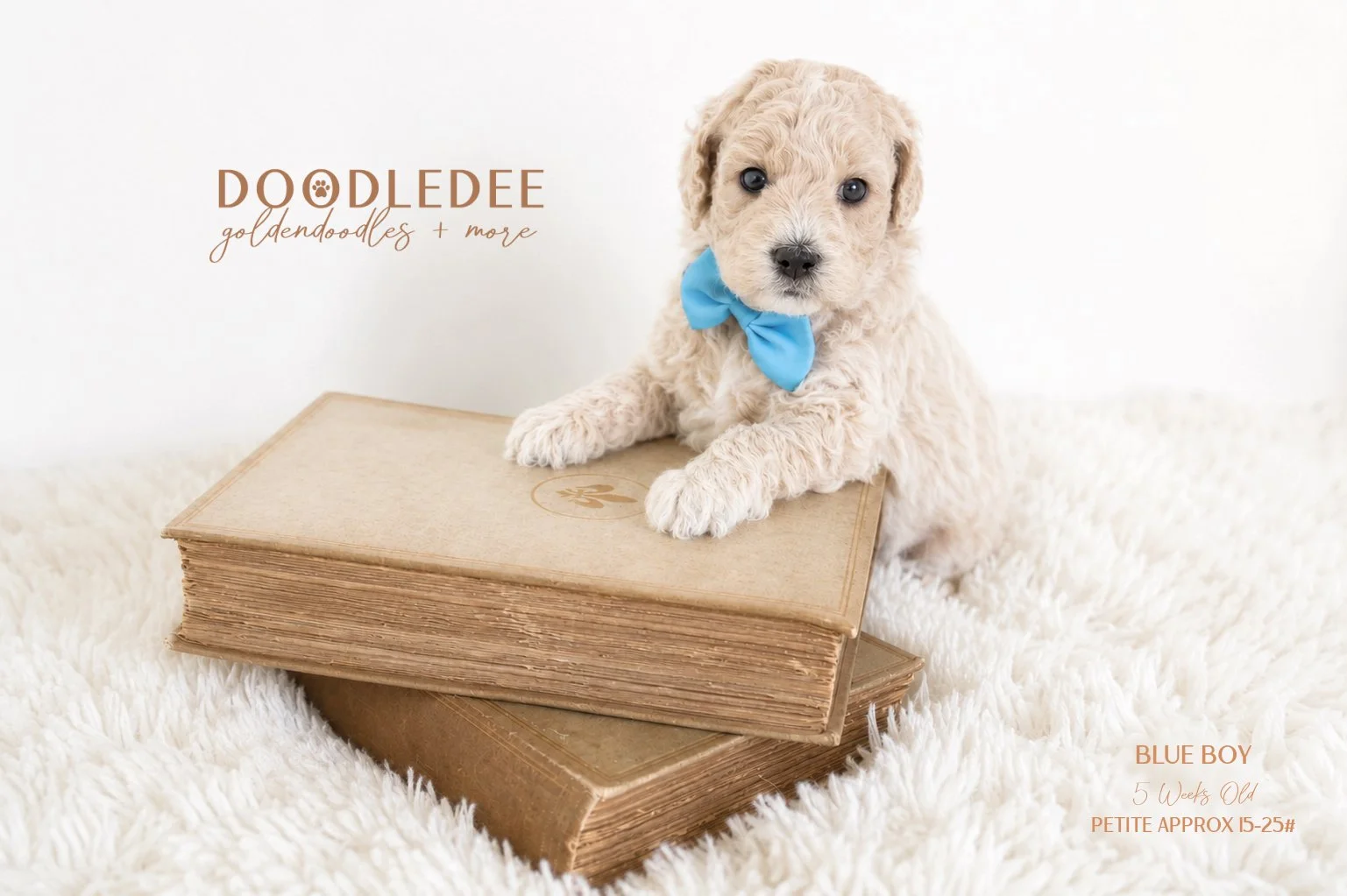 Petite English Goldendoodle | Mini English Goldendoodle AVAILABLE $3,500