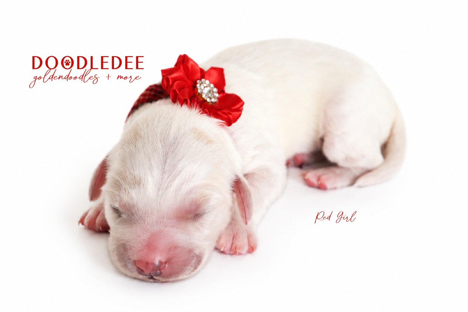 Mini Englsih Goldendoodles