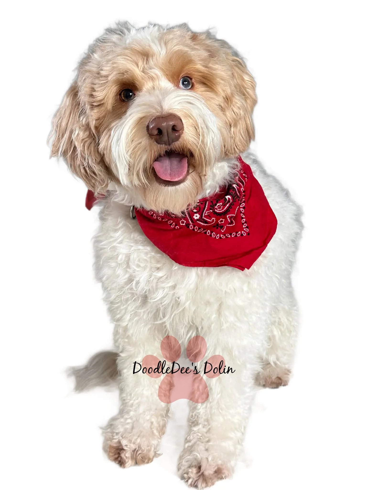 petite English goldendoodle stud