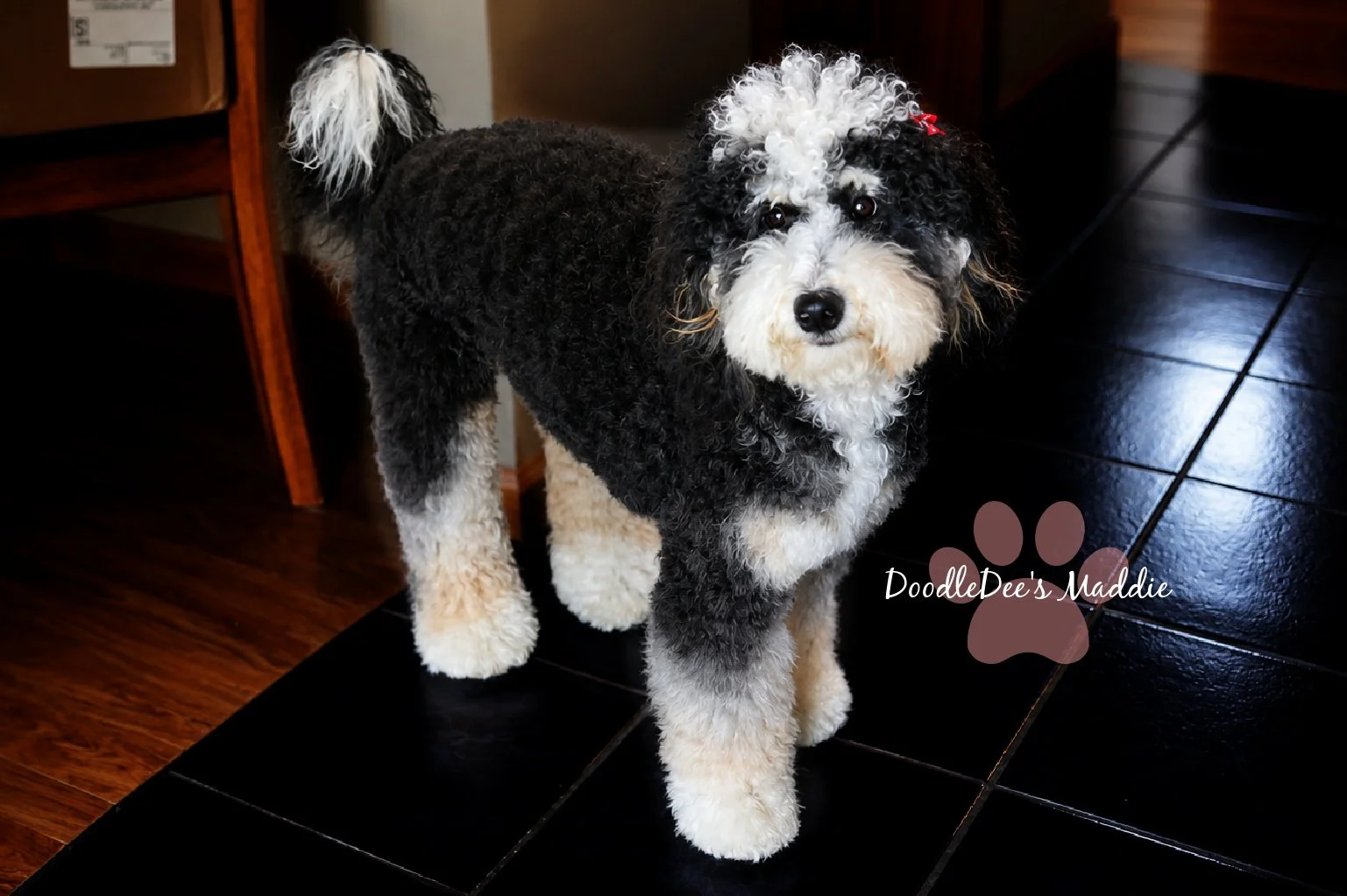 Maddie- Petite Bernedoodle