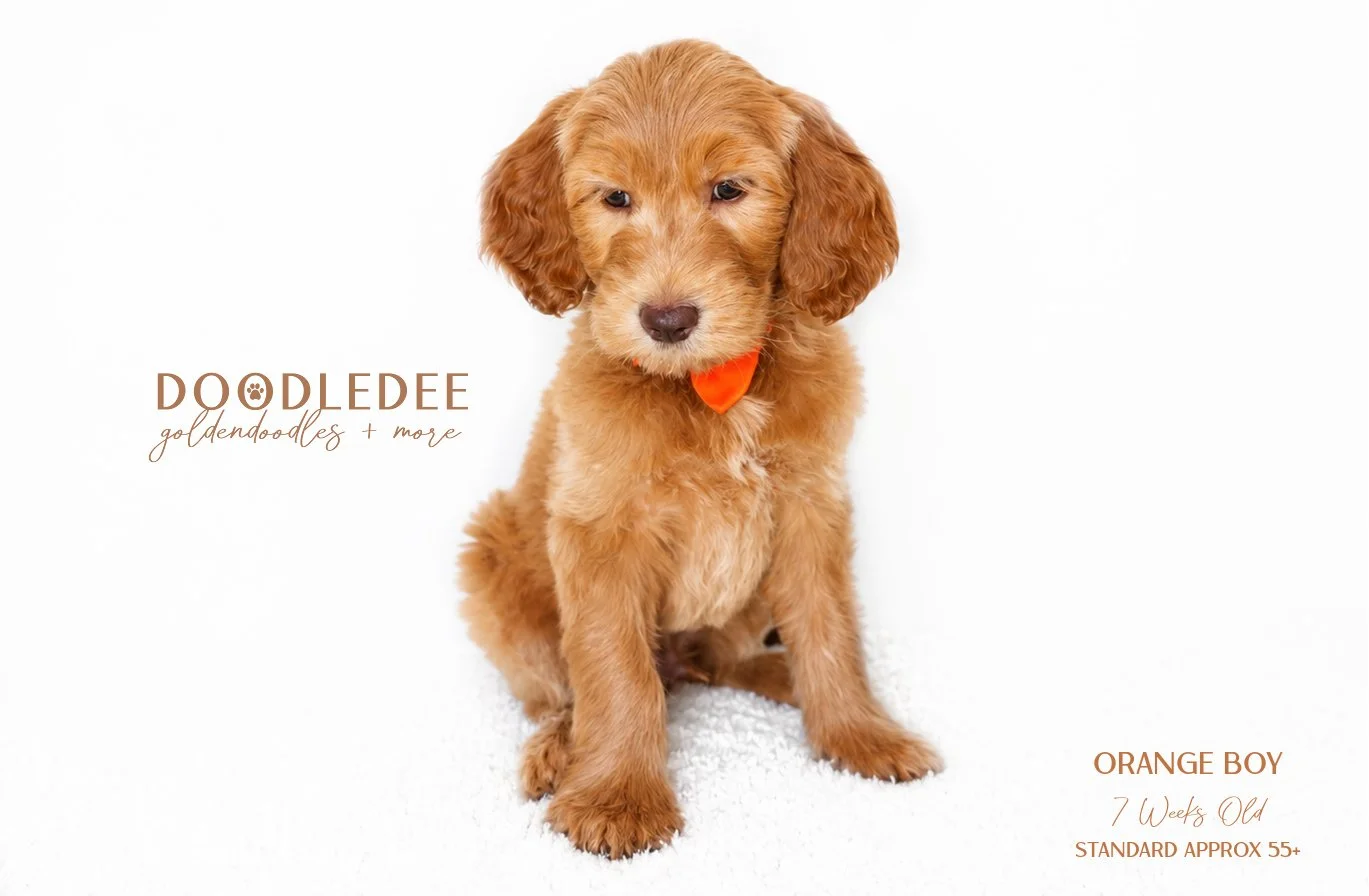 Standard English Goldendoodle AVAILABLE $3,000