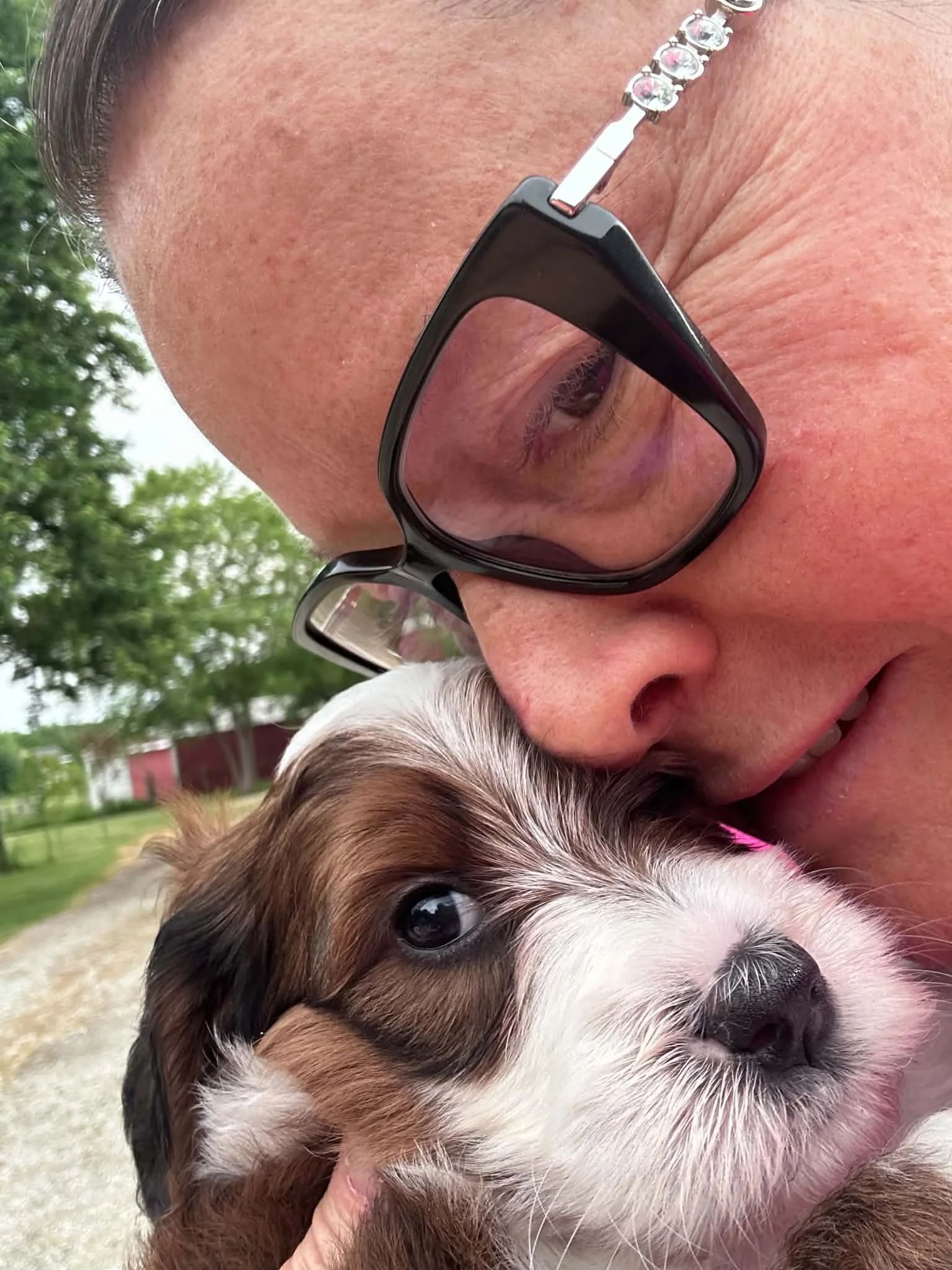 Sable Bernedoodle- Buttons 5 Weeks Old
